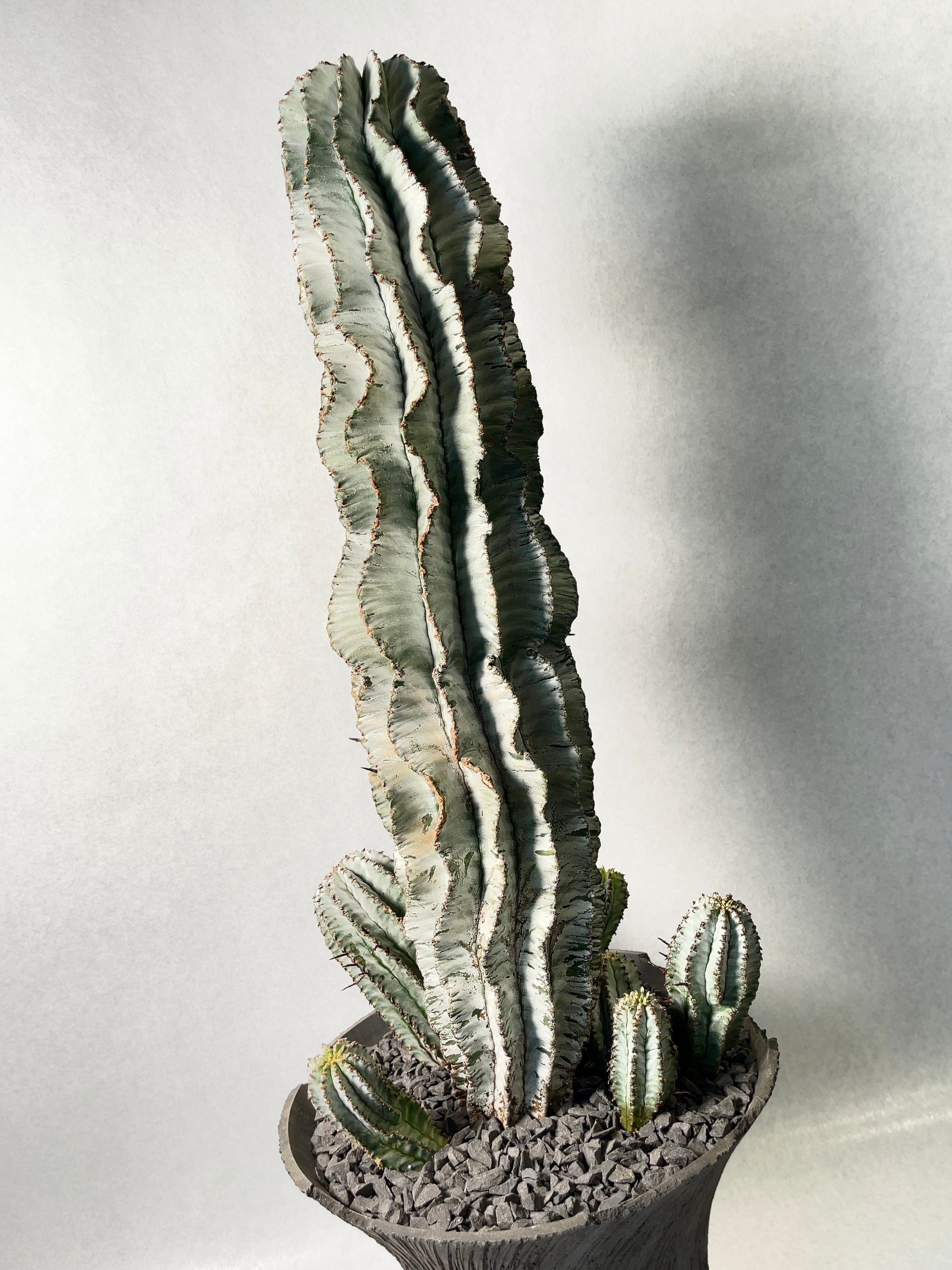 ユーフォルビア・ポリゴナスノーフレーク | trigger