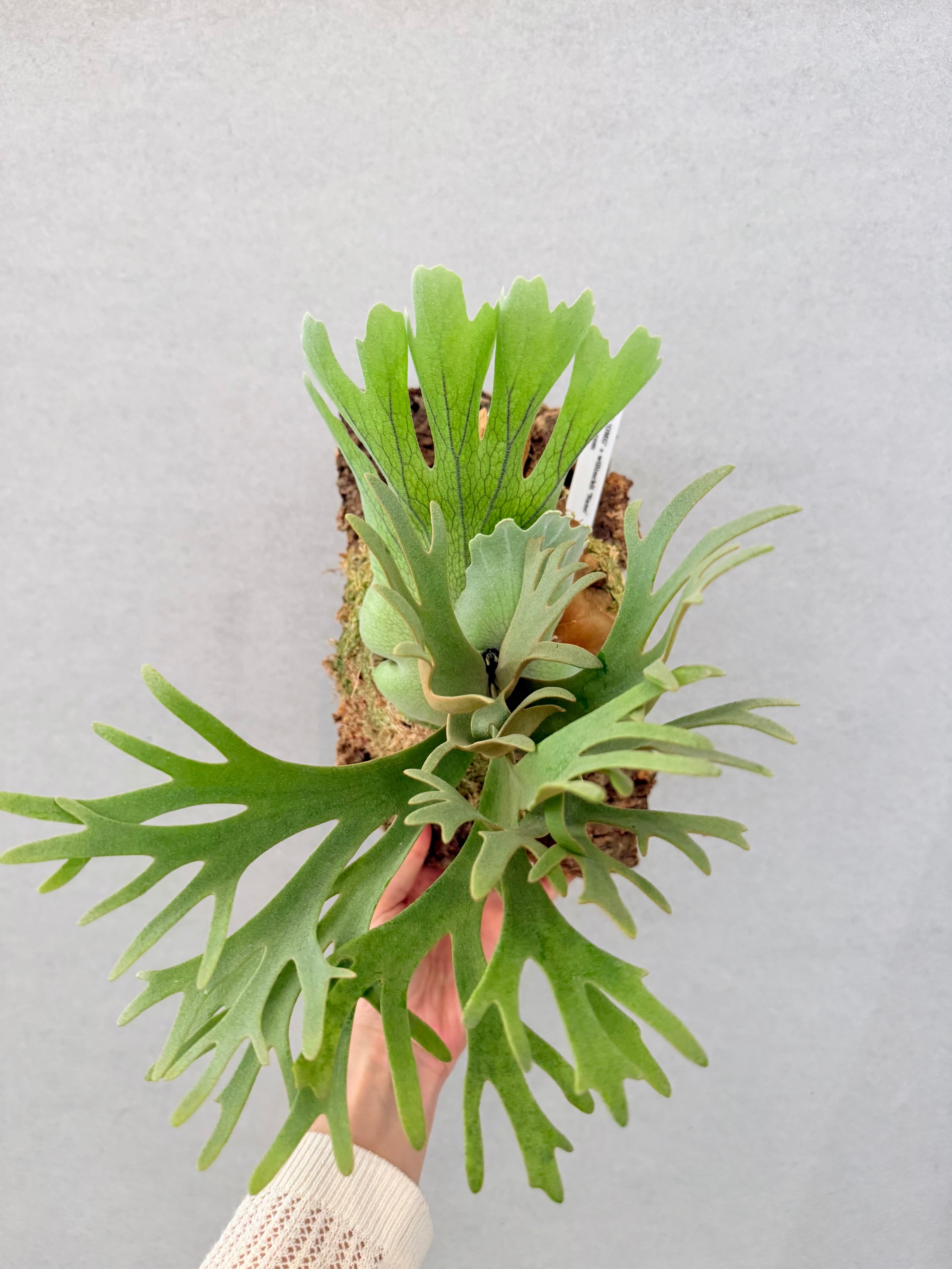 Platycerium_ビカクシダ | vandaka plants