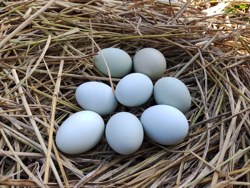 アローカナの卵　6個入り（MSサイズ）