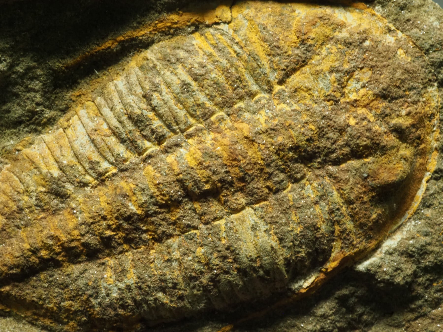 三葉虫とヒトデの化石 ヒトデ2種付き！三葉虫の化石【Mucronaspis zagorensis