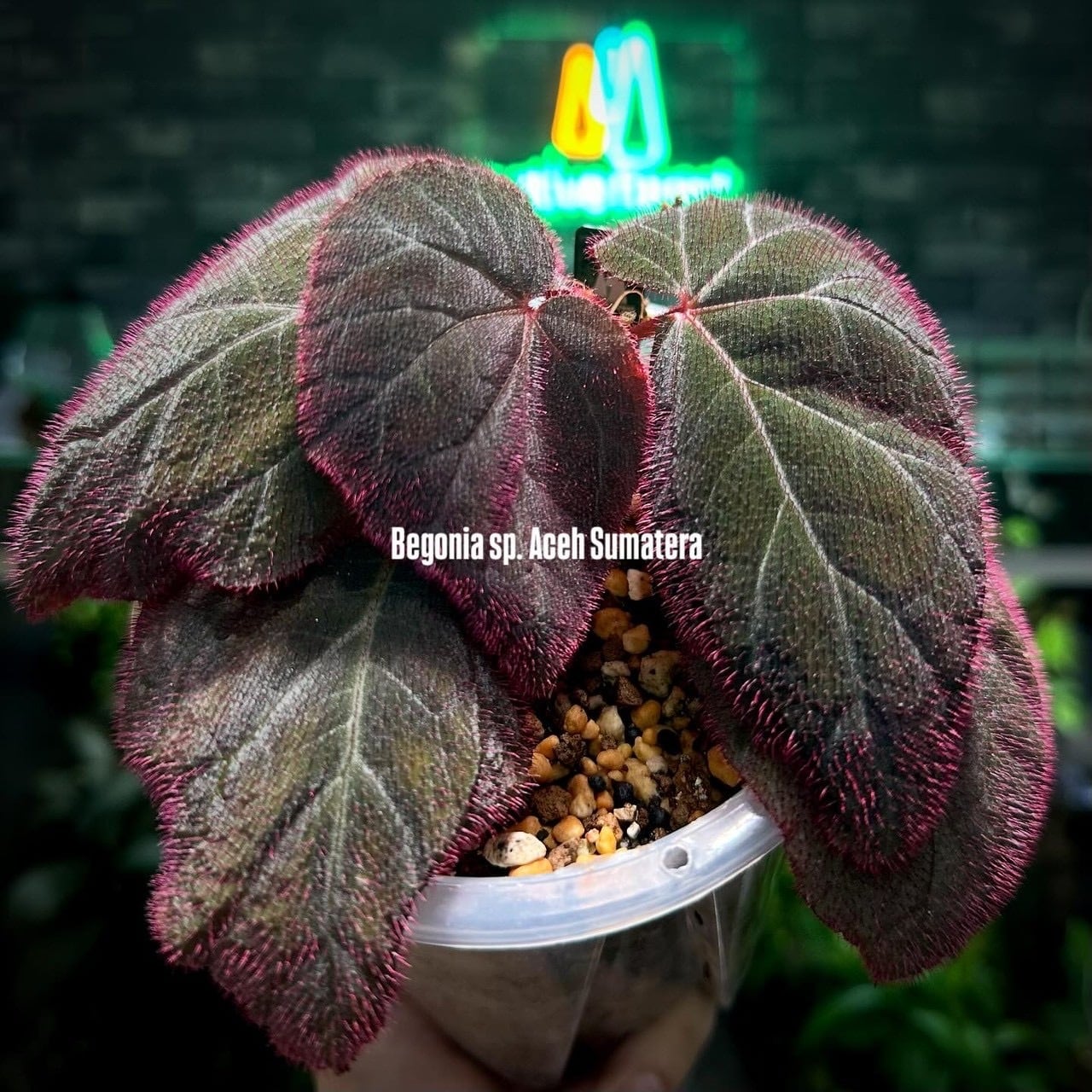 Begonia sp.Aceh Sumatra | ベゴニア専門 オンラインショップ