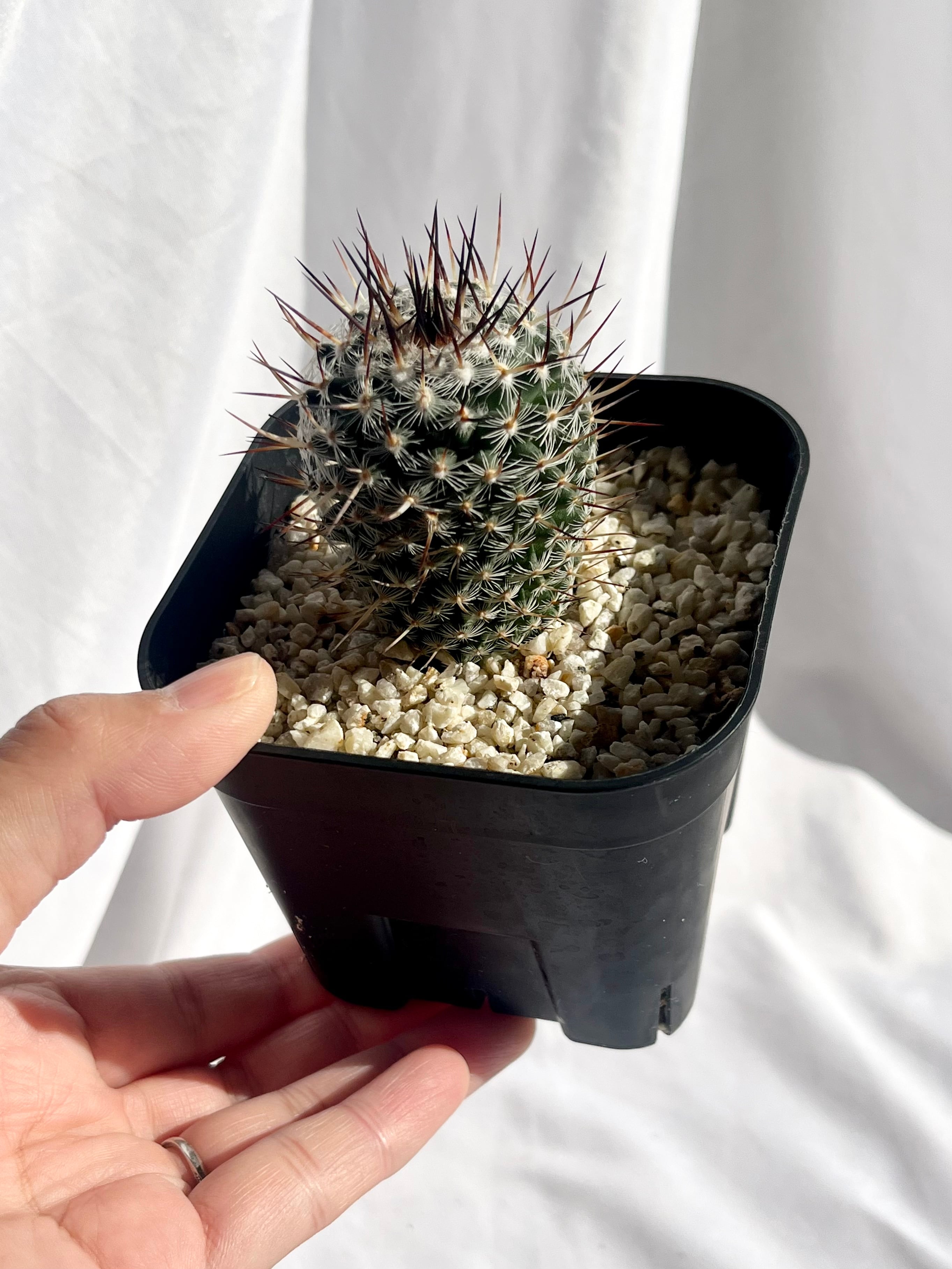 サボテン 白王丸 実生 マミラリア アザラシ 多肉植物 マミラリア