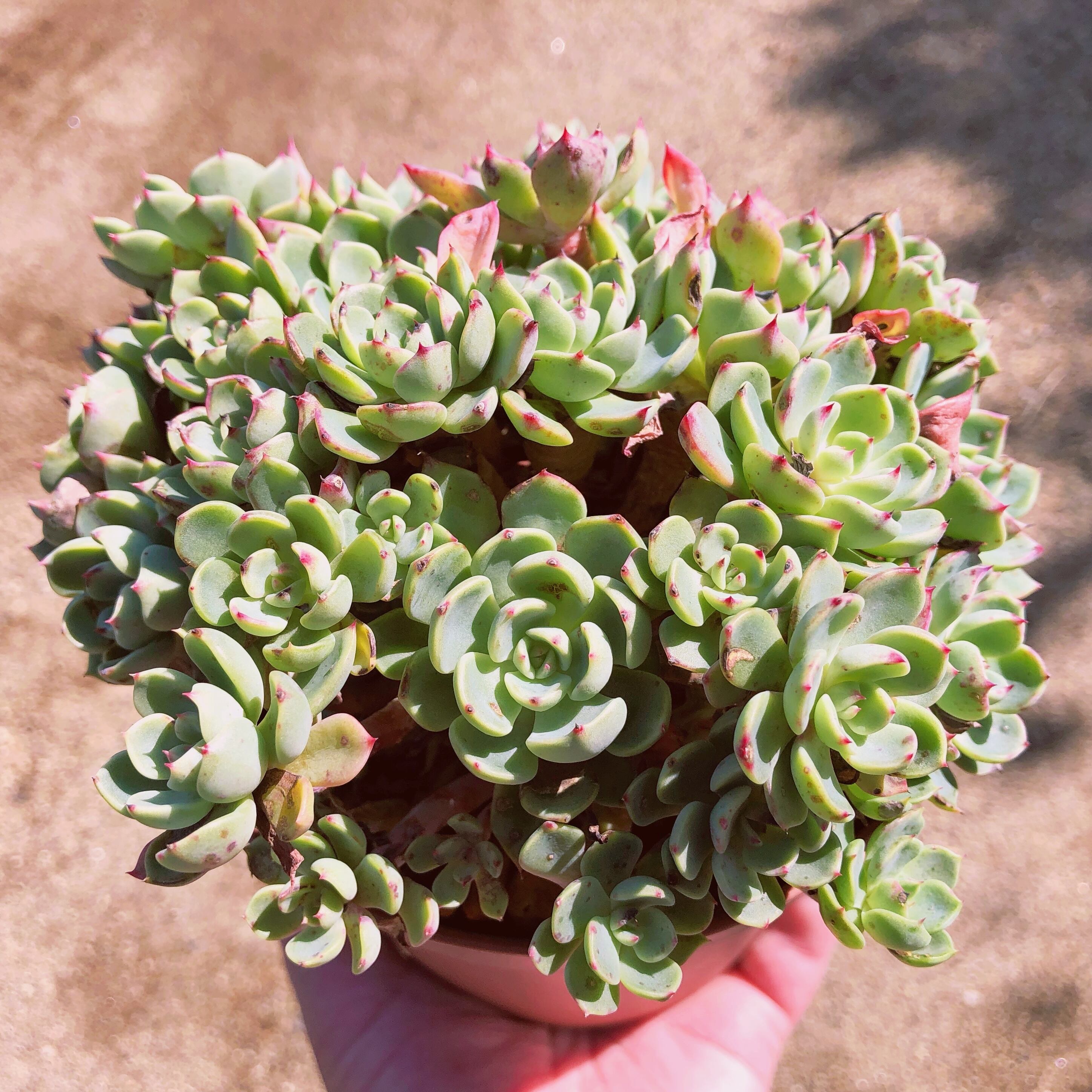 多肉植物　nanafukumini　特大群生