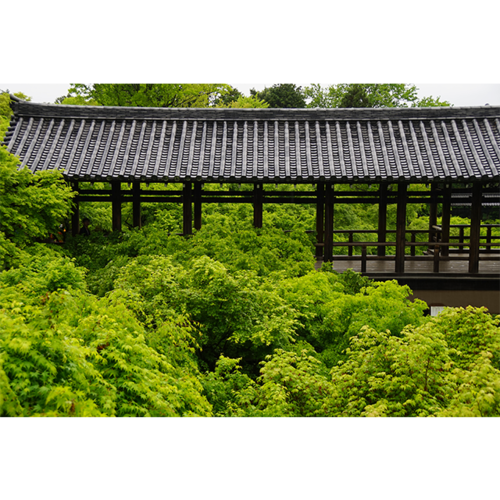 茂る京都2