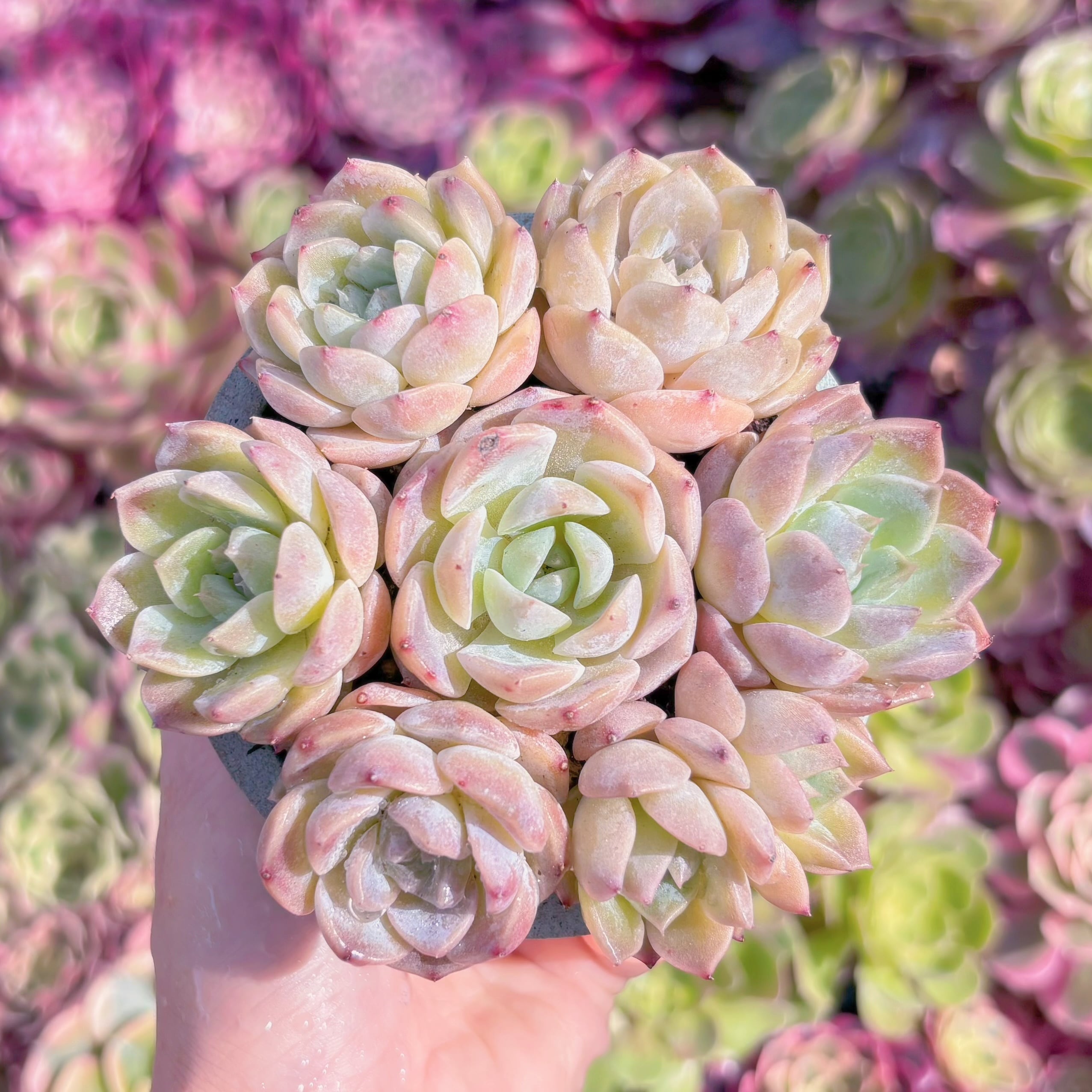 多肉植物　明月星(7苗)　新入荷　るる農園