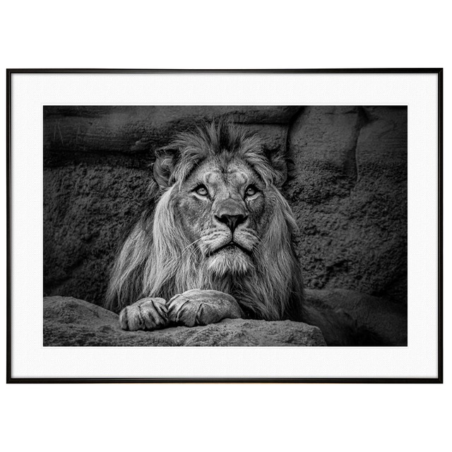 動物写真 ライオン インテリア モノクロアートポスター額装 AS0147