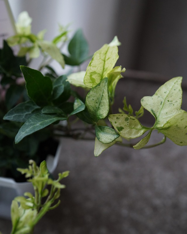 へデラ　雪の華