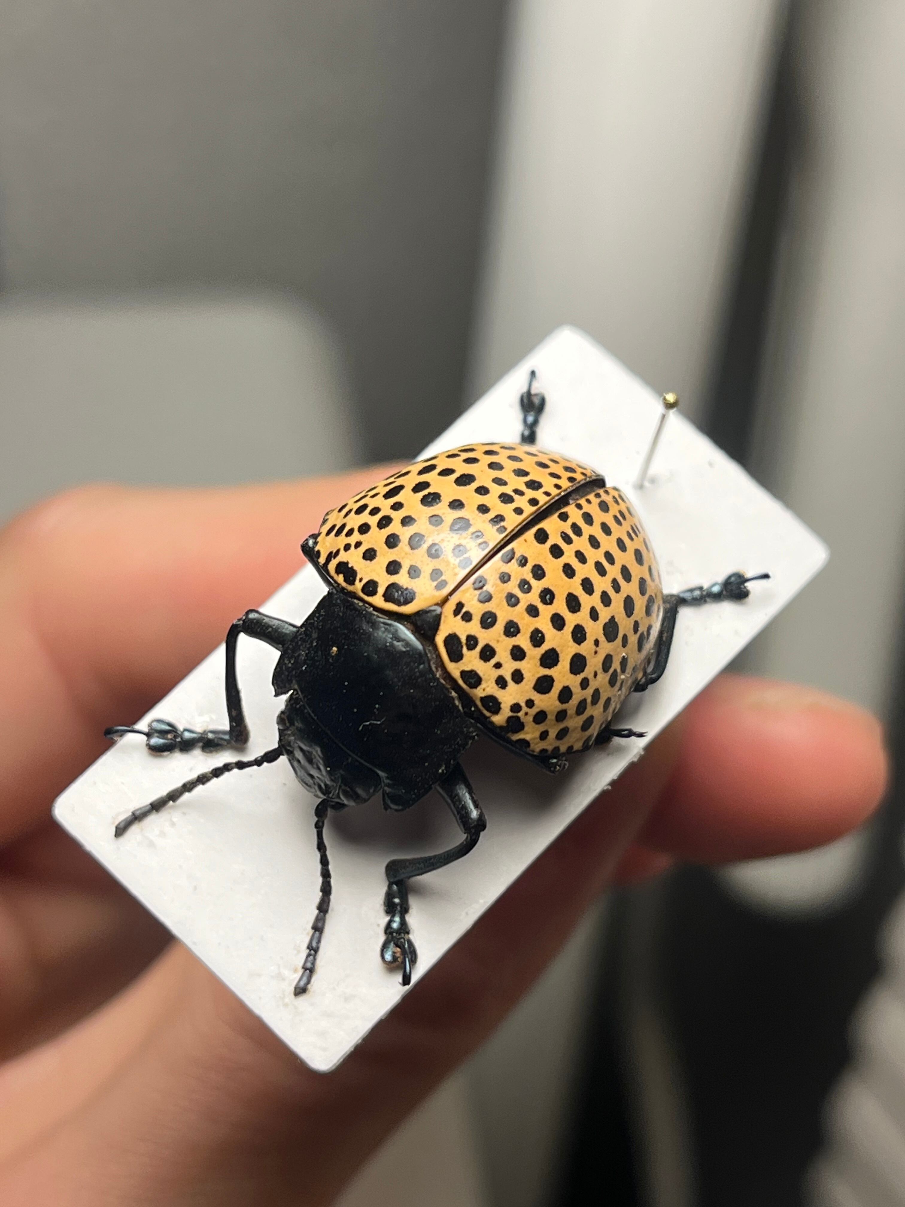 真作】ミズタマズングリハムシ 草間彌生 作品 昆虫標本 キノコムシ