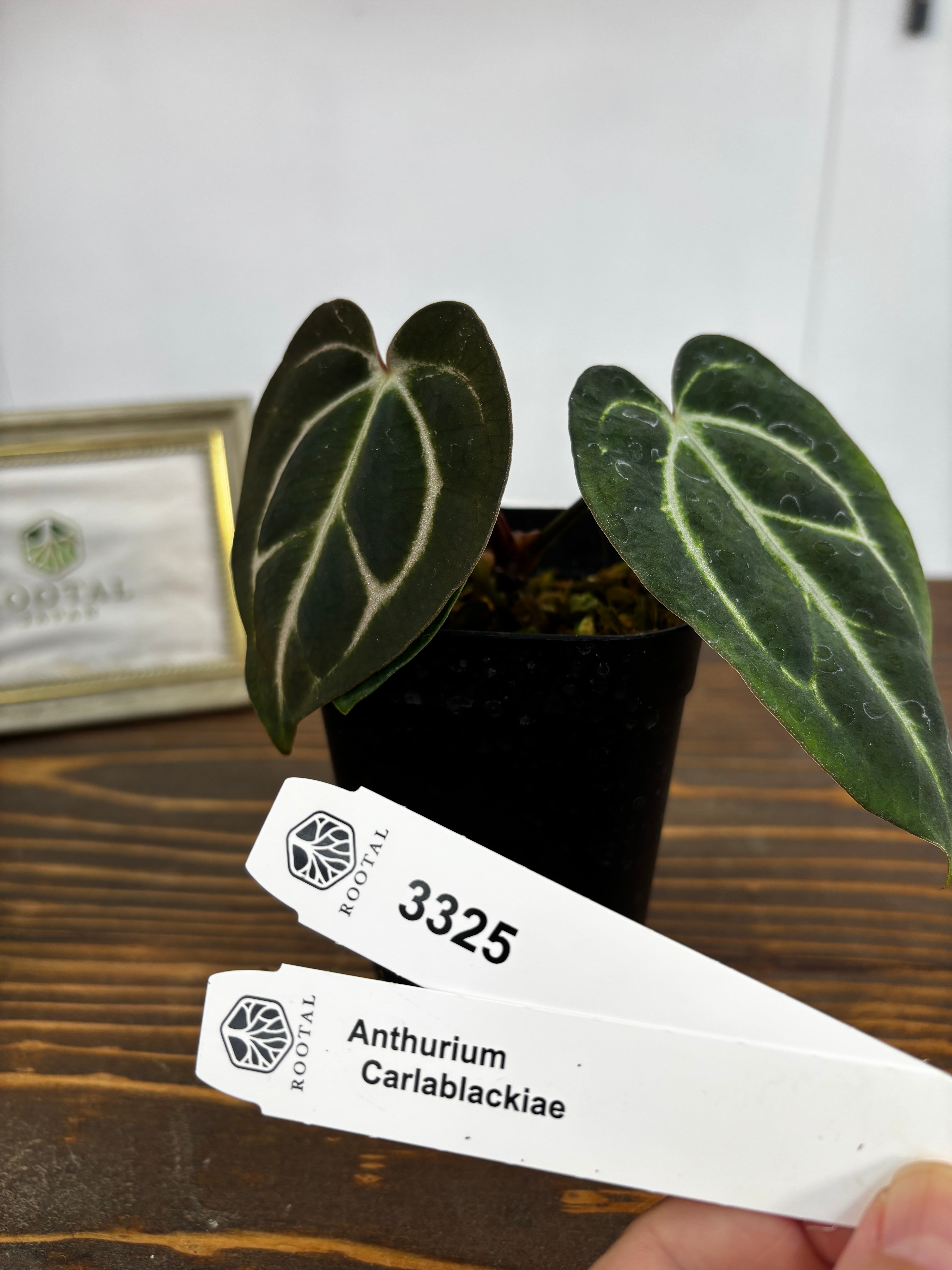 アンスリウム | ROOTALPLANTS