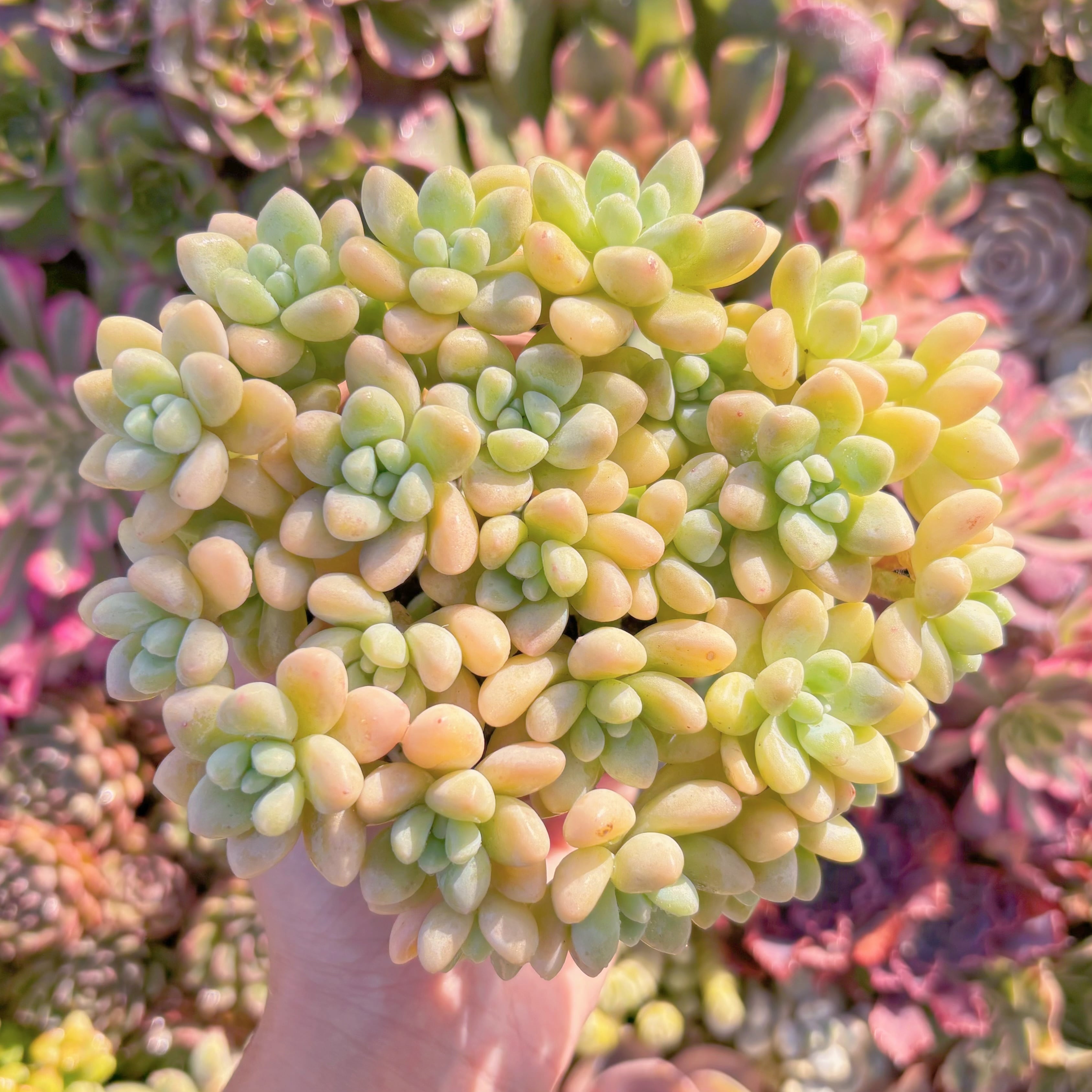 多肉植物　ホワイトケーキ　大群生　在庫僅少　新入荷　るる農園