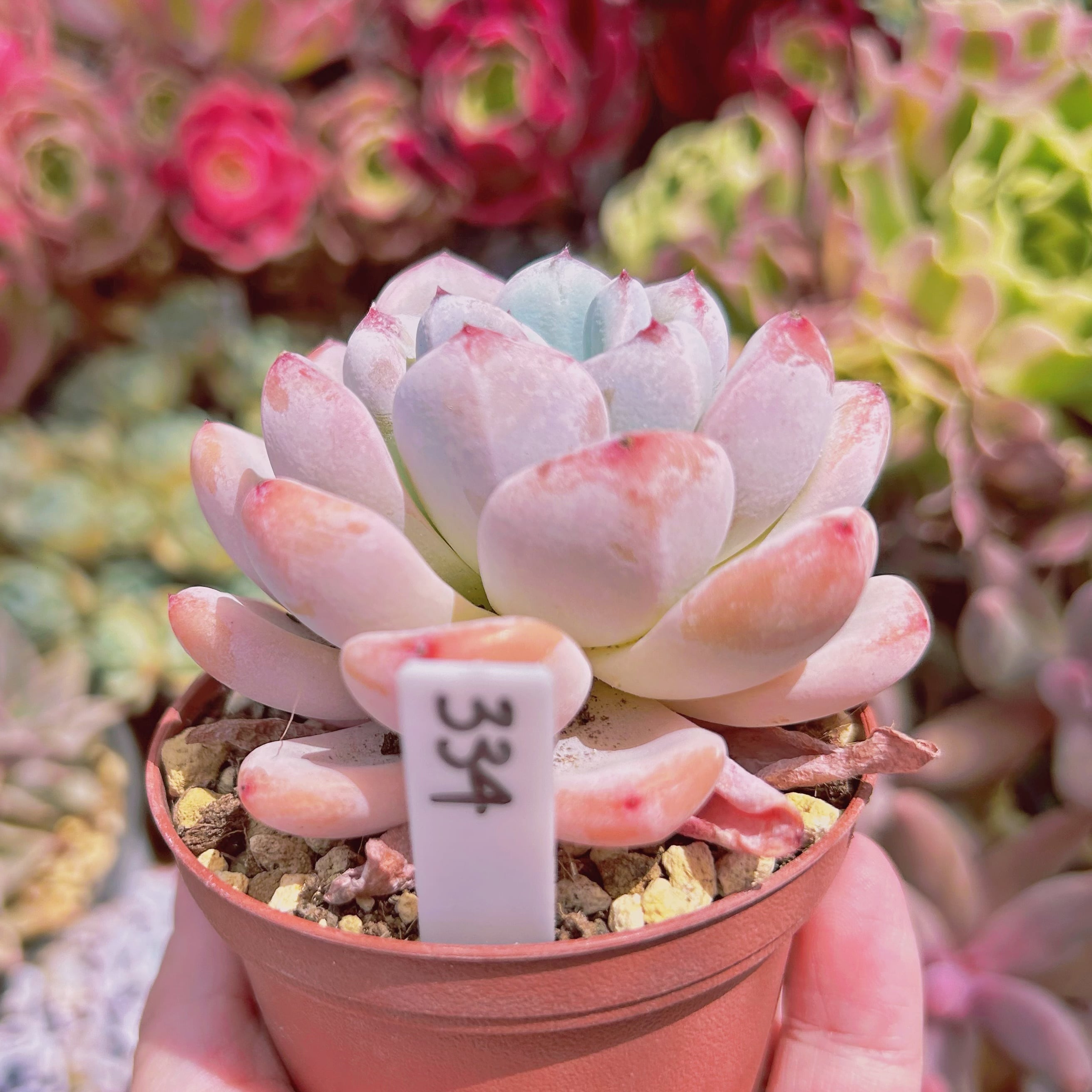 334現物 多肉植物 星雪 特大 | るる農園~多肉植物専門