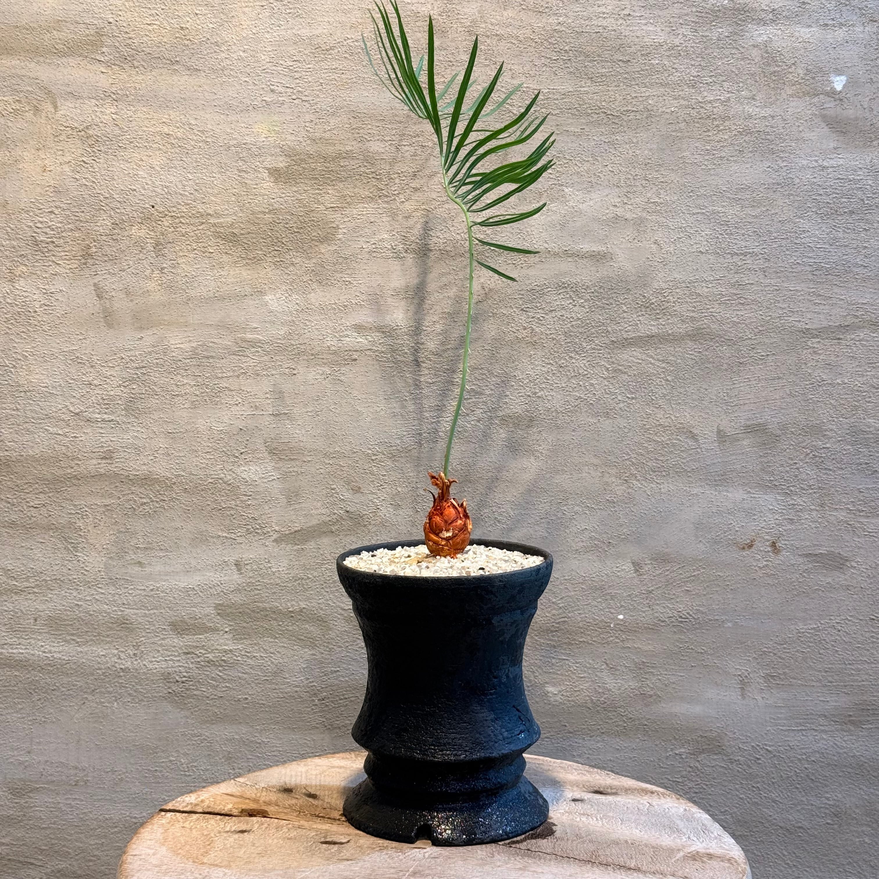 植物 | A-PLANTS