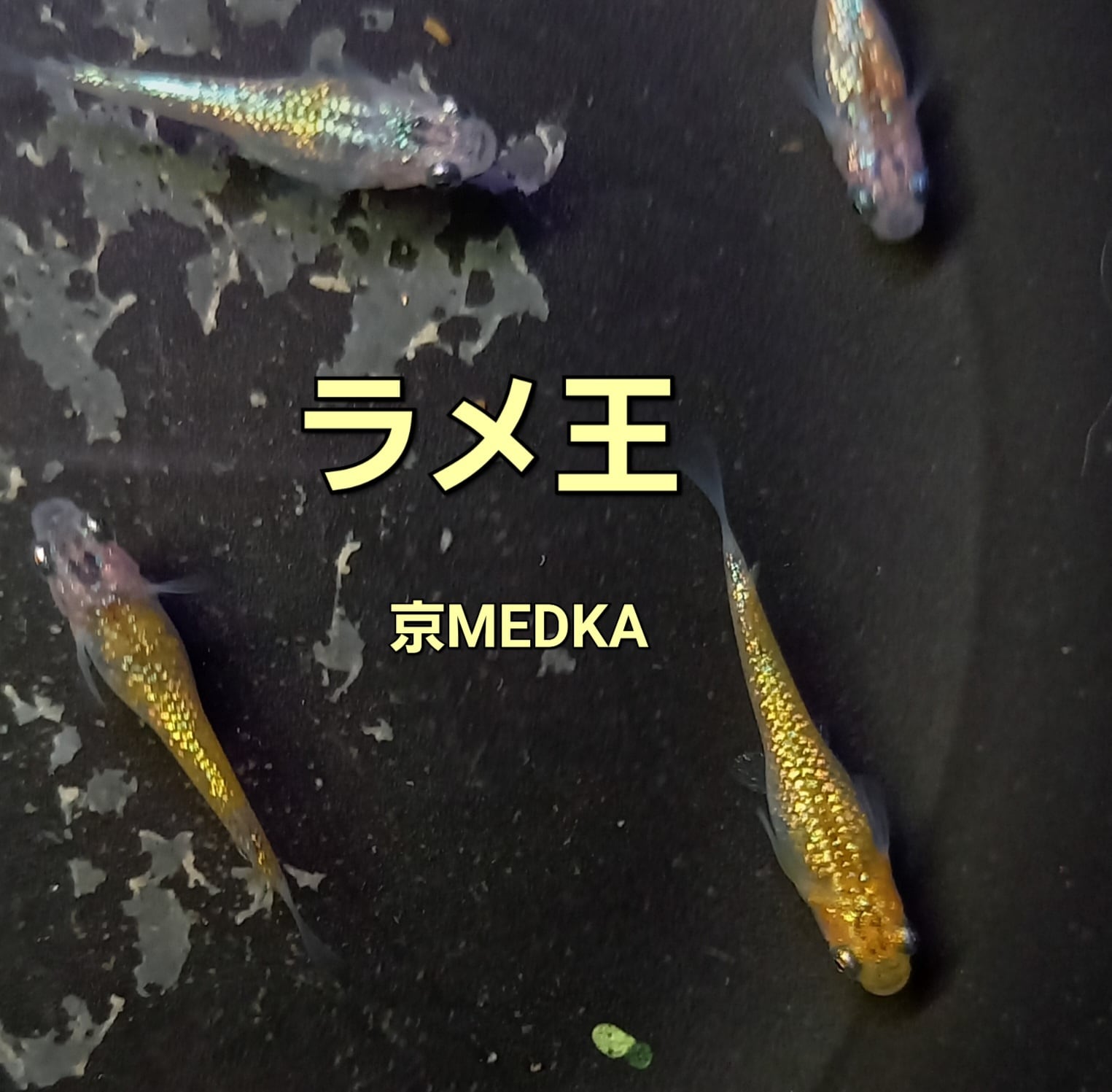 ラメ王　メダカ　５０匹〜 ラメ王メダカの卵50個 | Happy aquarium 金魚 メダカ