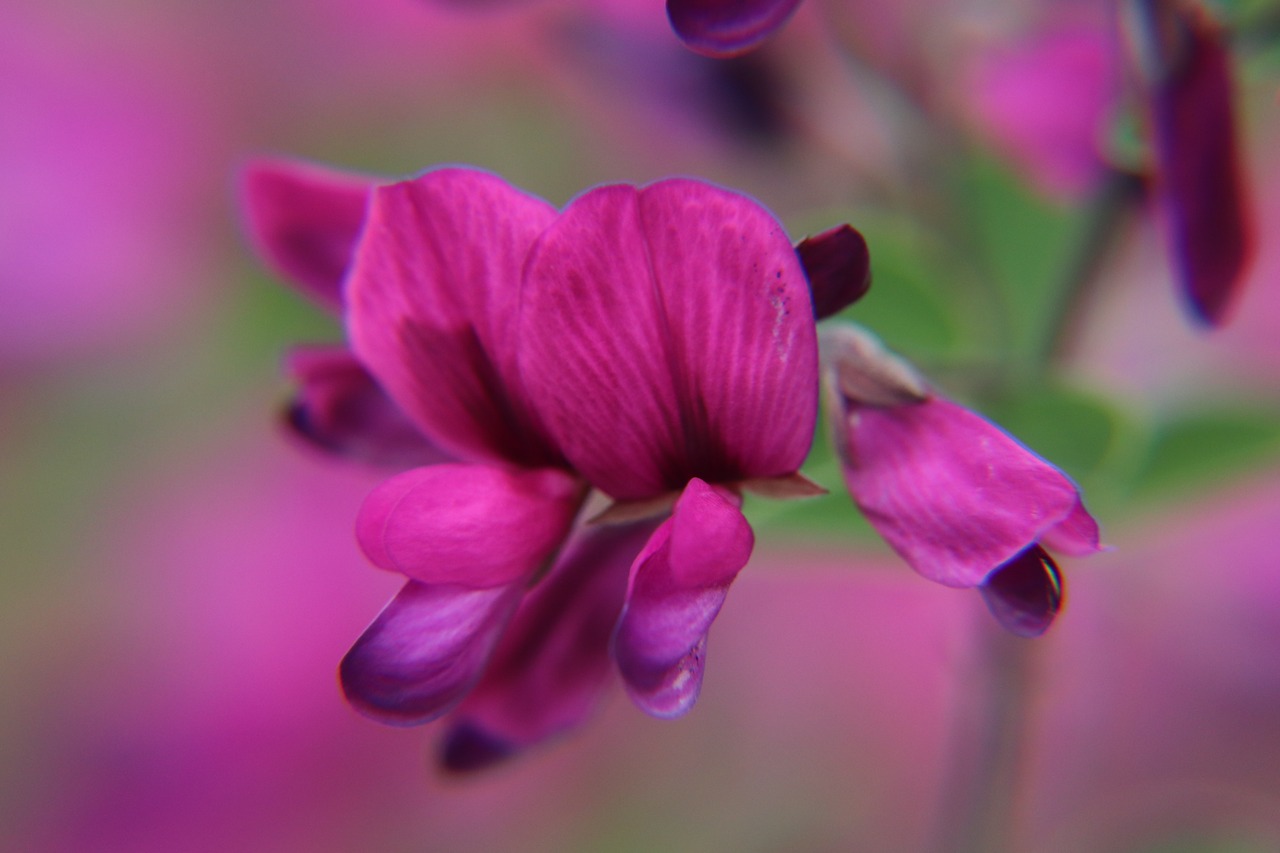 アカハギ（赤萩）　９ｃｍポット【山野草】の画像02