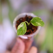 Monstera ‘Electro Light’｜モンステラ エレクトロライト｜観葉植物