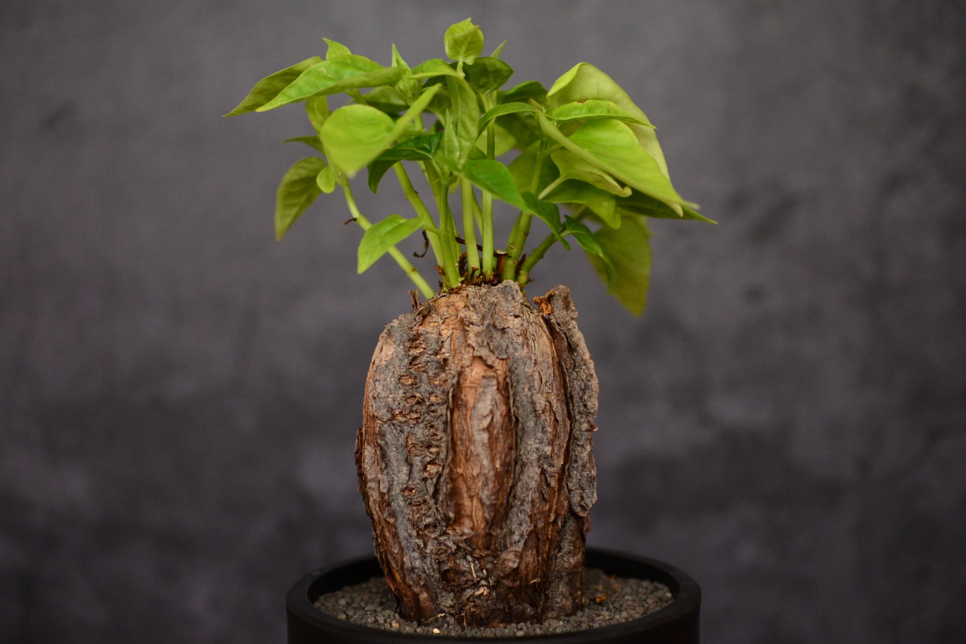 ミラビリス ジャラパ | N collect plants