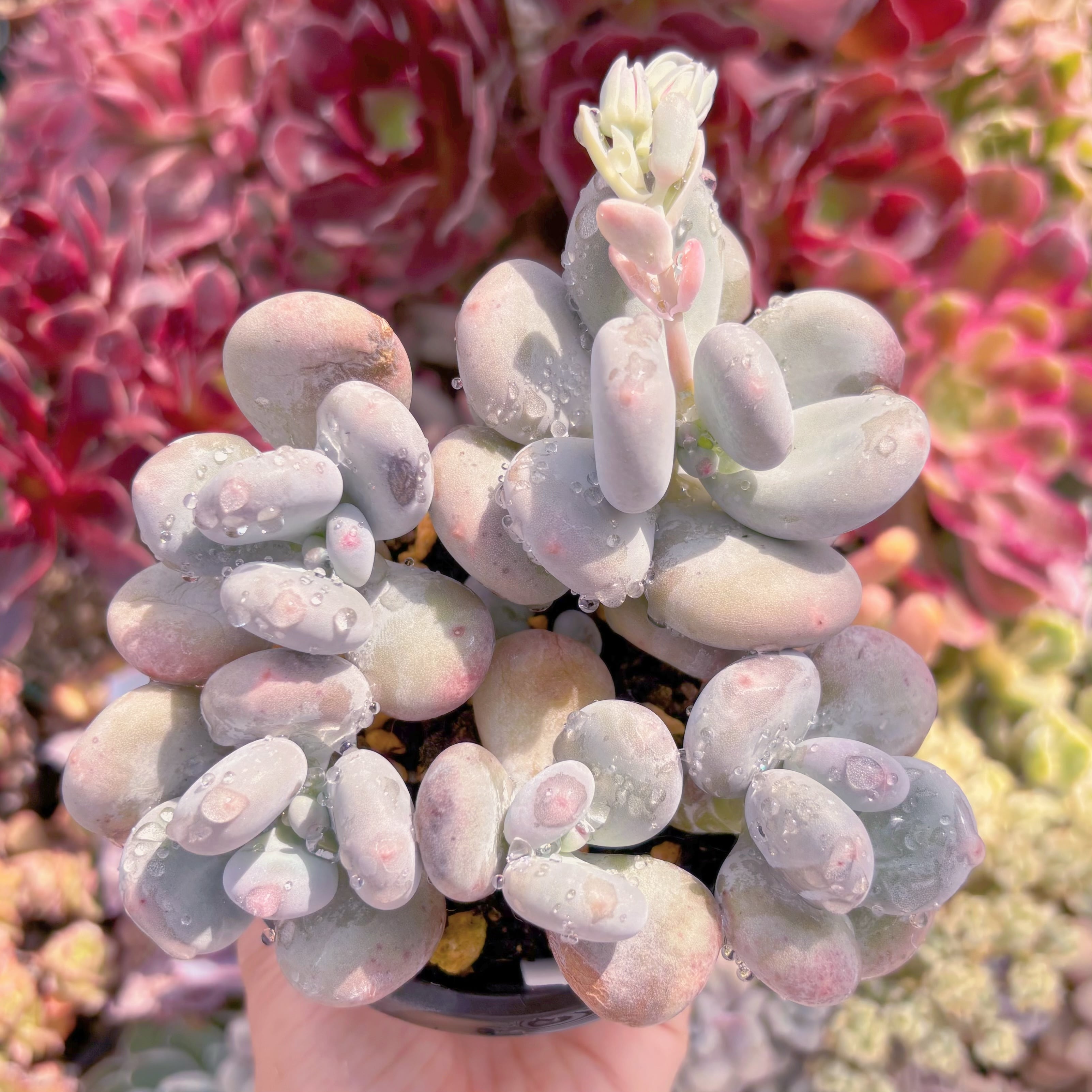 現品　タマゴチーズ#B60　るる農園