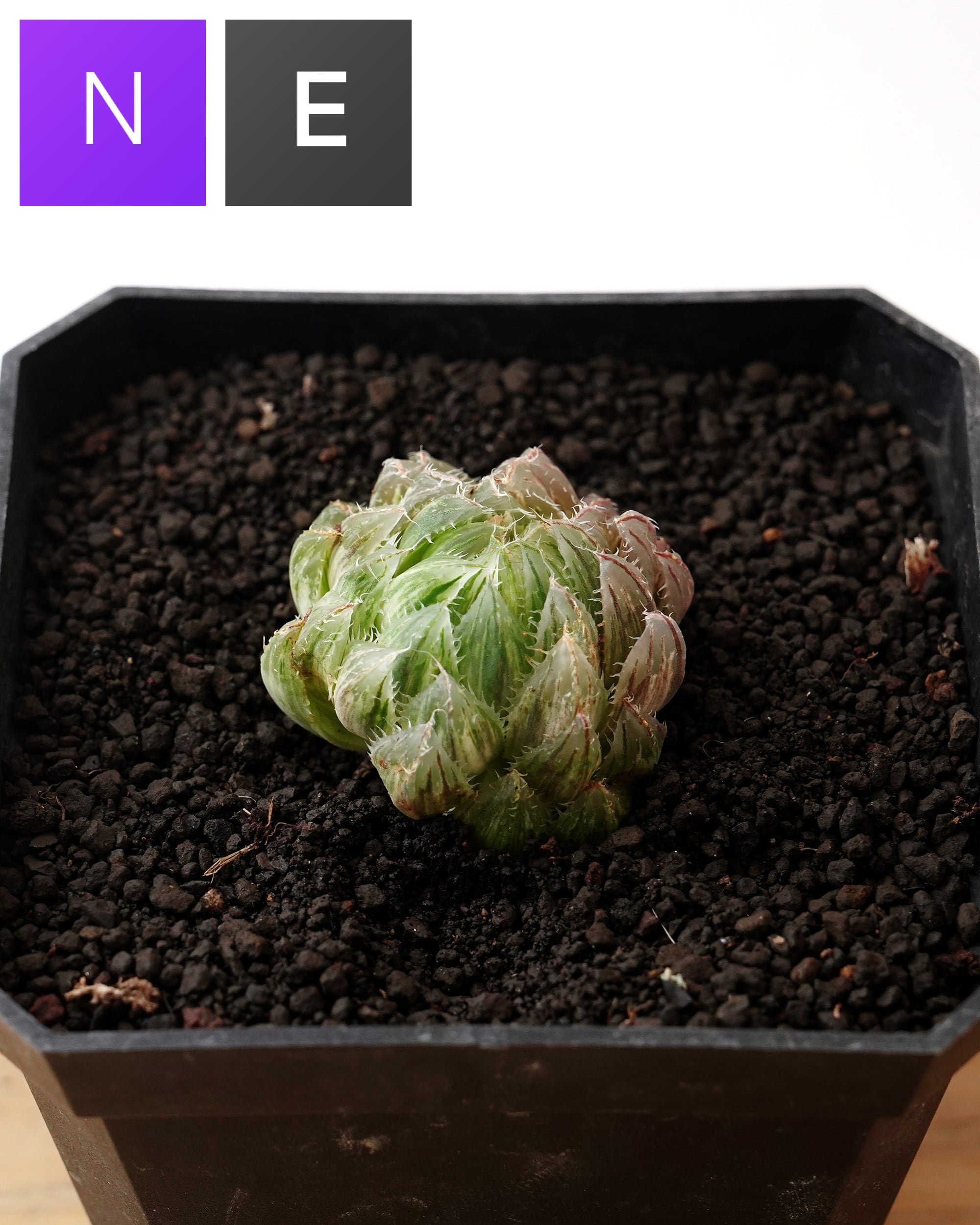 ハオルチア | PUKUBOOK SUCCULENTS