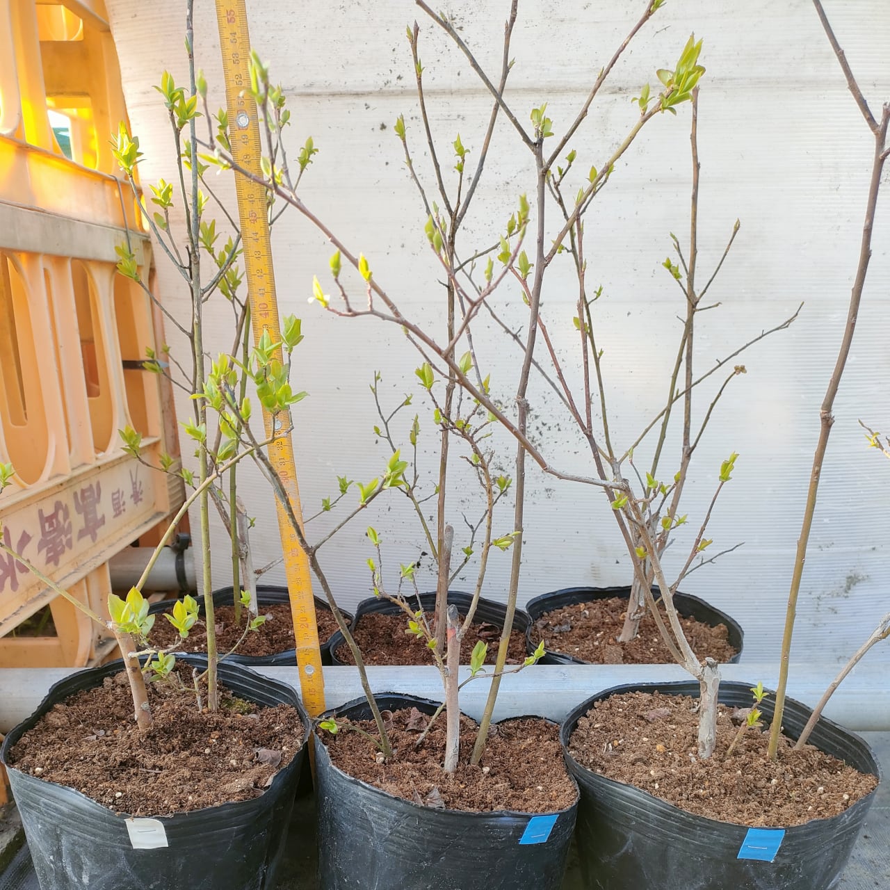 ブルーベリー苗 オニール42本セット