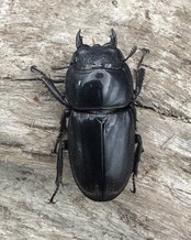 【WD】《西ペレンヒラタ(スラウェシオオヒラタ) 88.5mm ペア