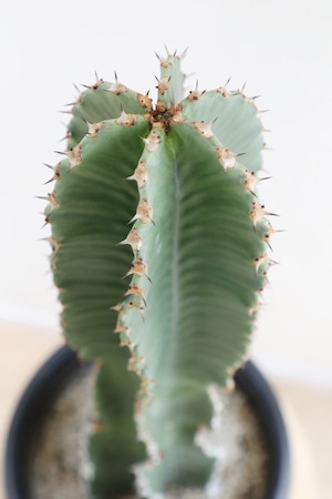 【M】巒岳 (ランガク)/Euphorbia abyssinica