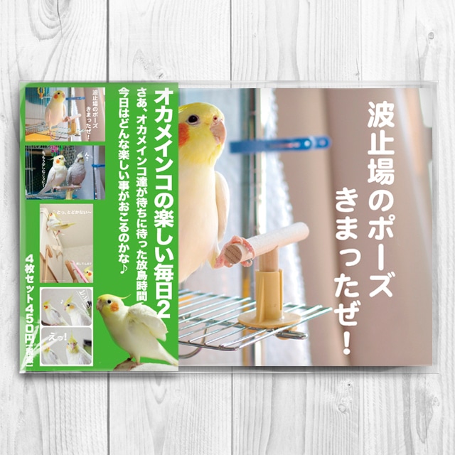 オカメインコの楽しい毎日２　ポストカード4枚セット