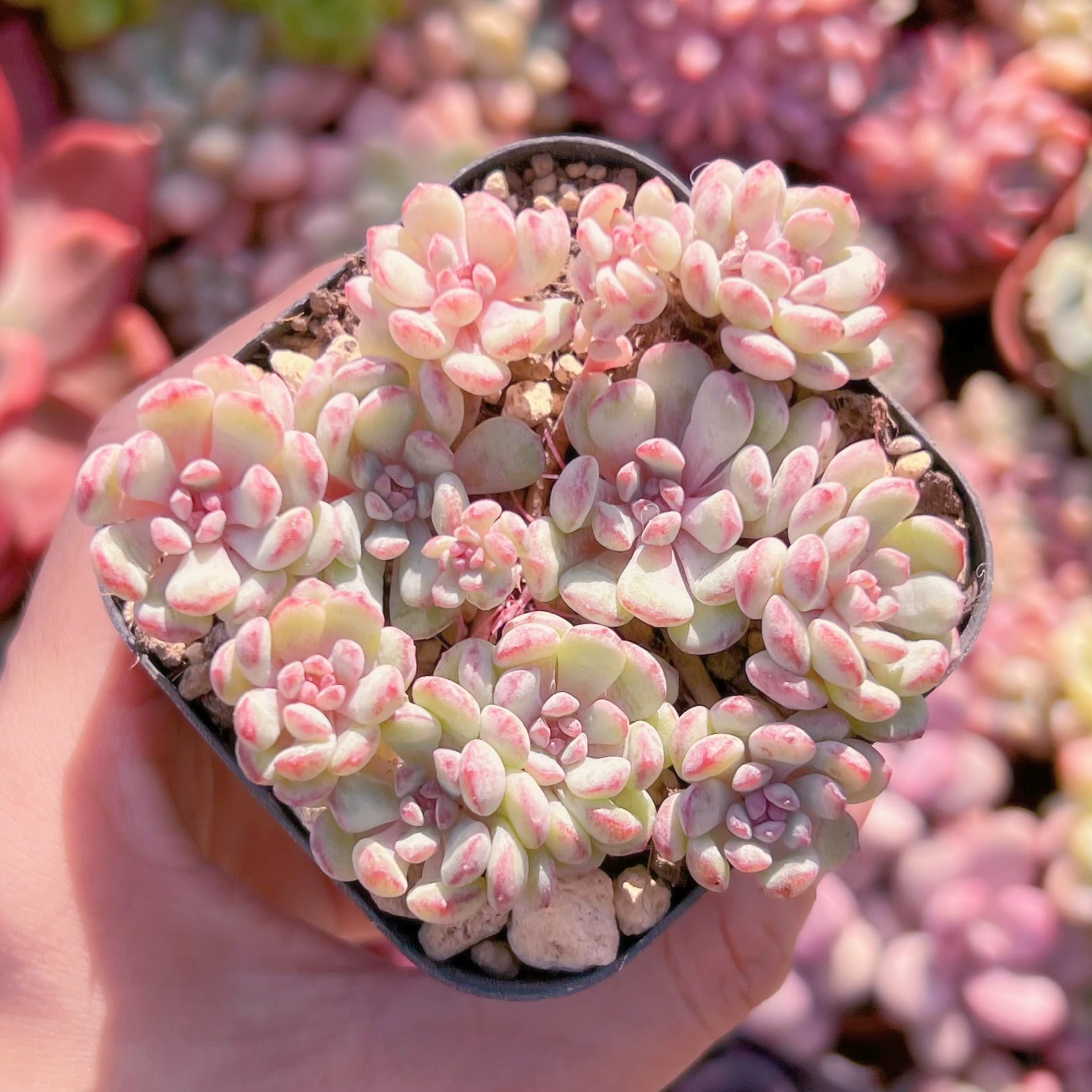 多肉植物　萌豆6cm鉢　新入荷　るる農園