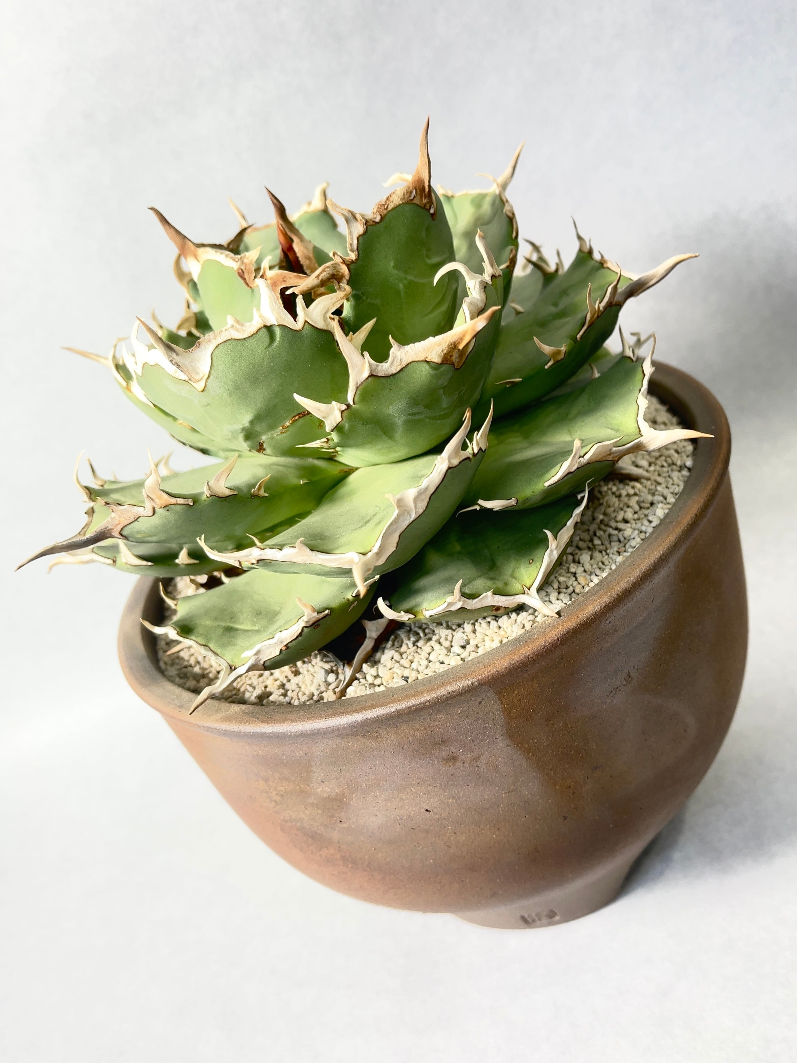 アガベ・チタノタ ワイドリーフ | trigger