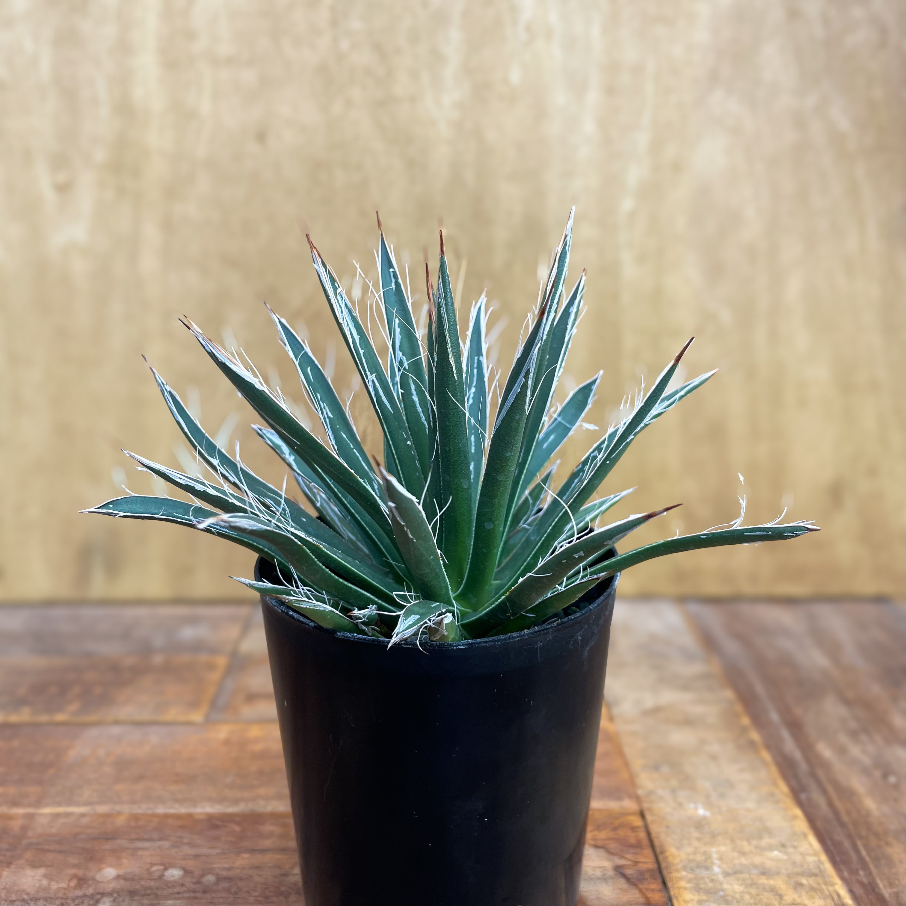 AGAVE | RIMO'S GREEN 【Saboten & Succulent】 AGAVE | RIMO'S GREEN 【Saboten & Succulent】