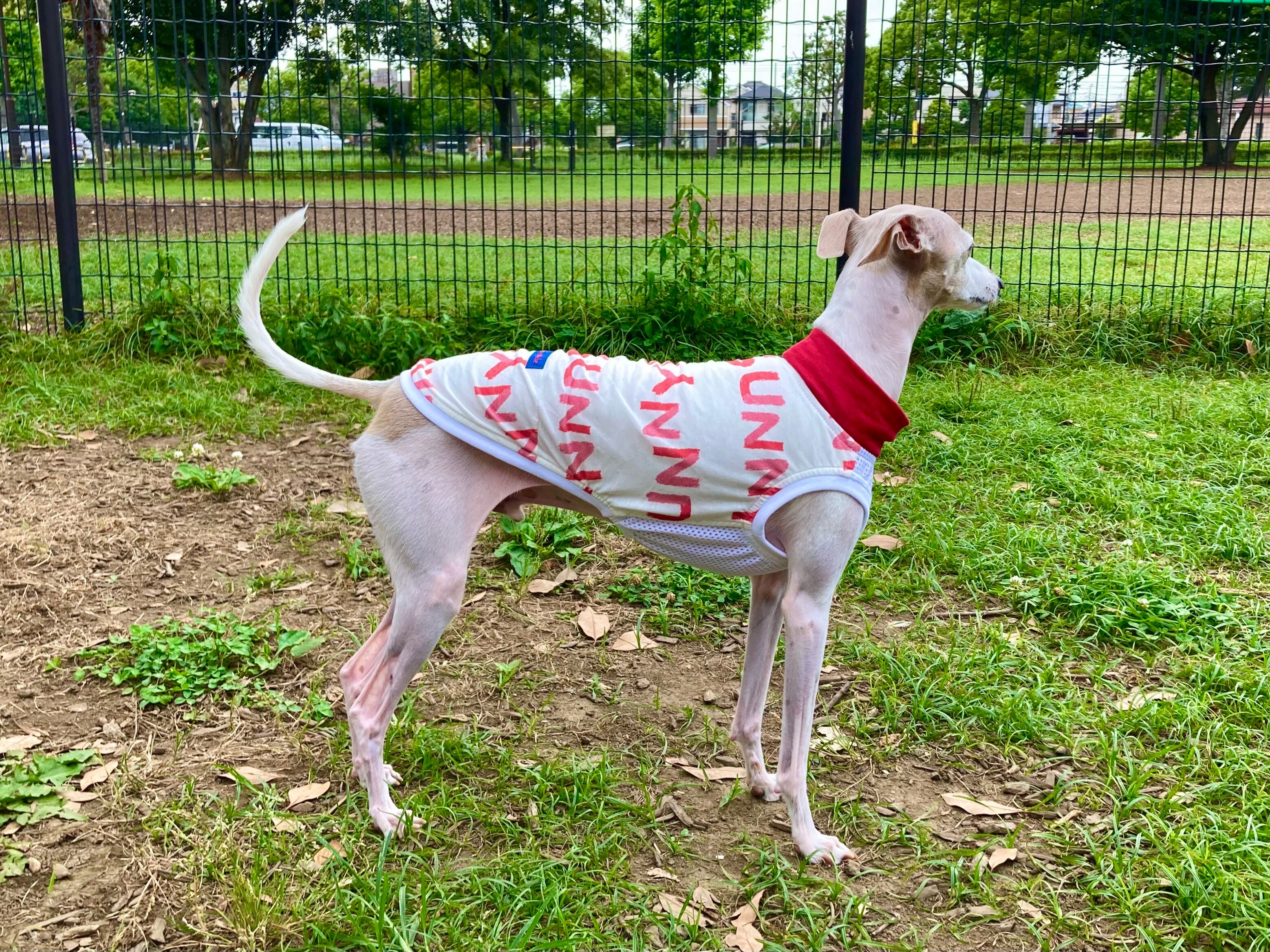 犬服ハンドメイド 胸あて生地