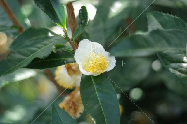 021 茶の花