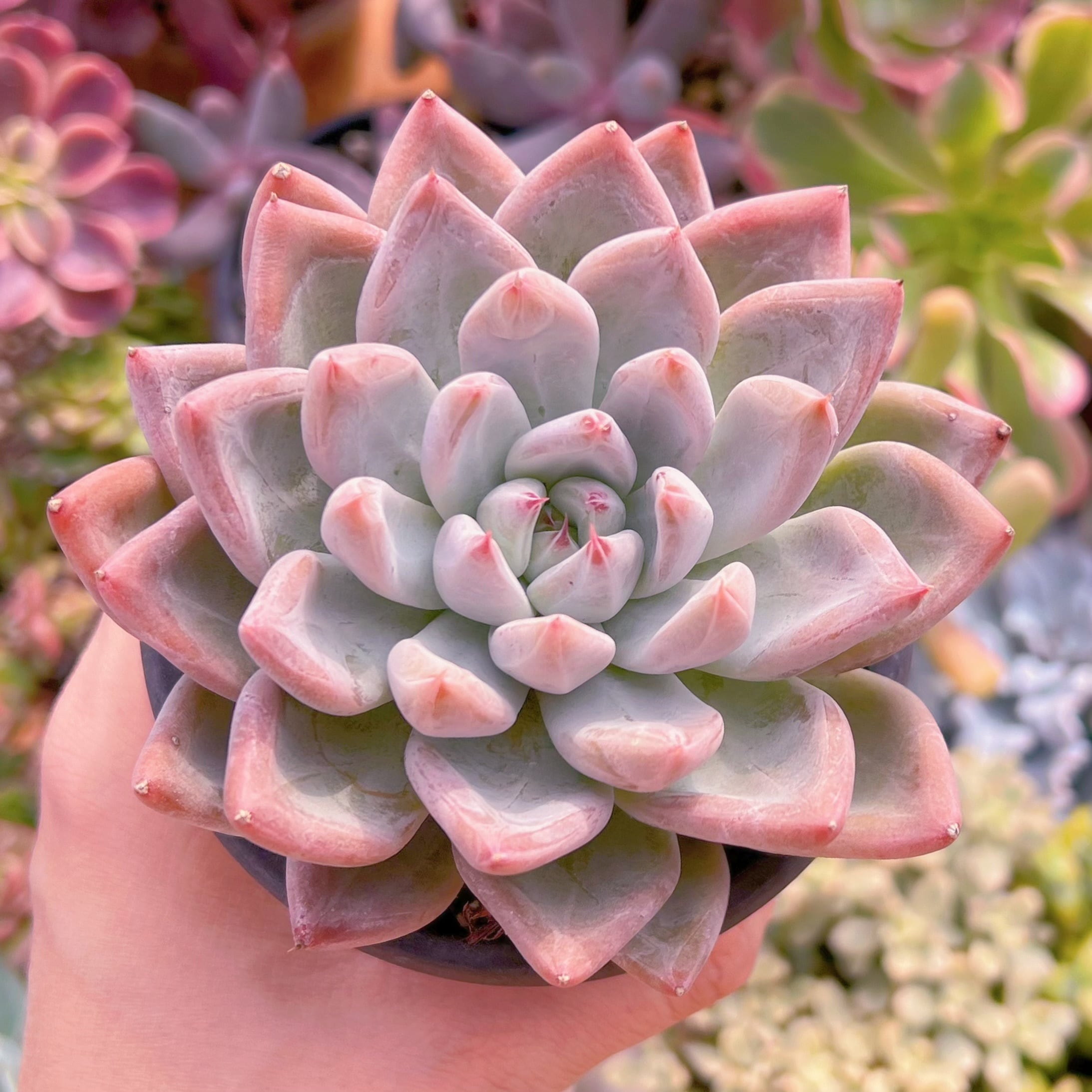 現品　ウェディングリング#623   古株　るる農園