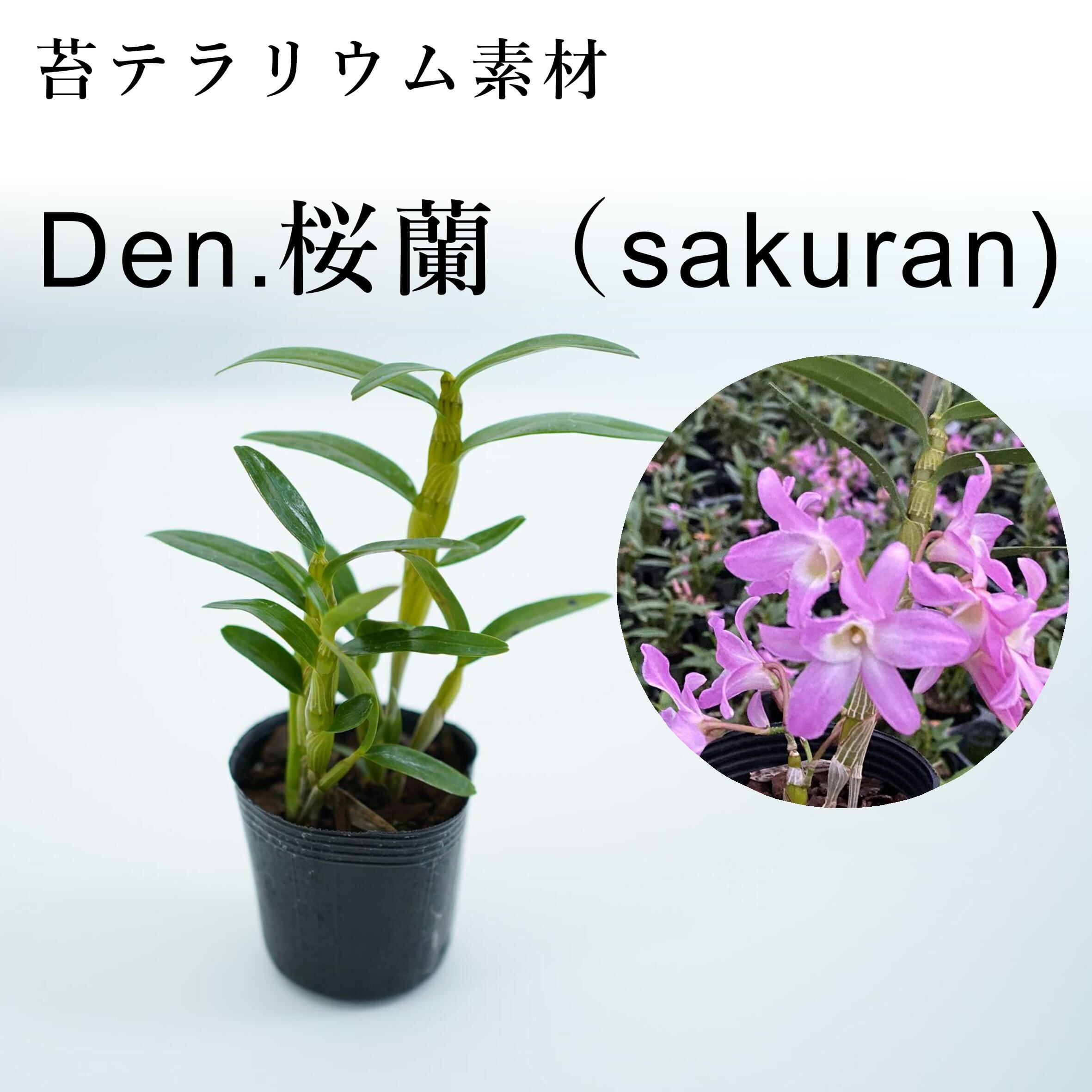 限定5ポット花付き デンドロビューム 桜蘭 ラン科植物 着生向け 苔テラリウム作製用素材 苔テラリウム専門ショップ道草