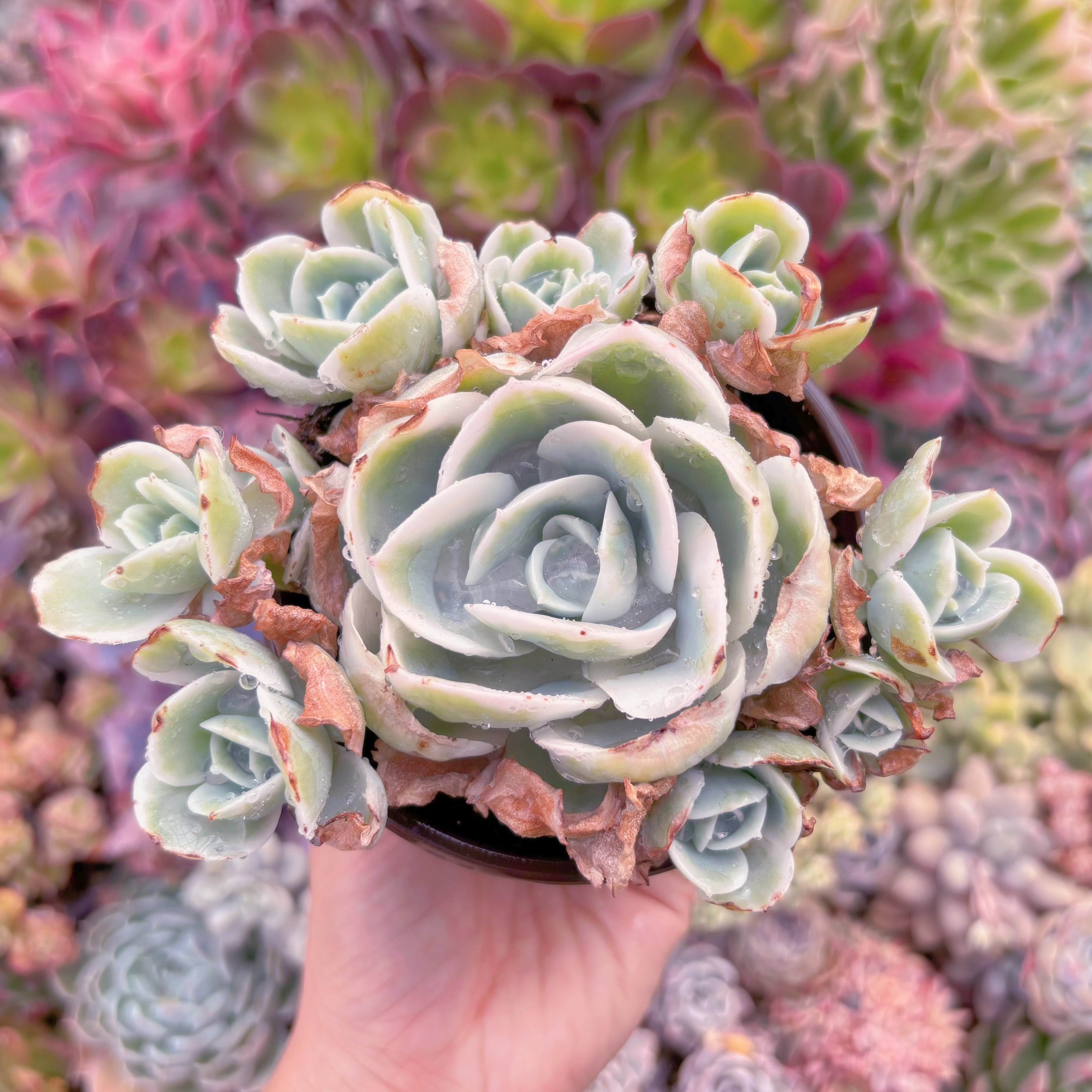 現品　レモンローズ錦#A84　大群生　新入荷　るる農園