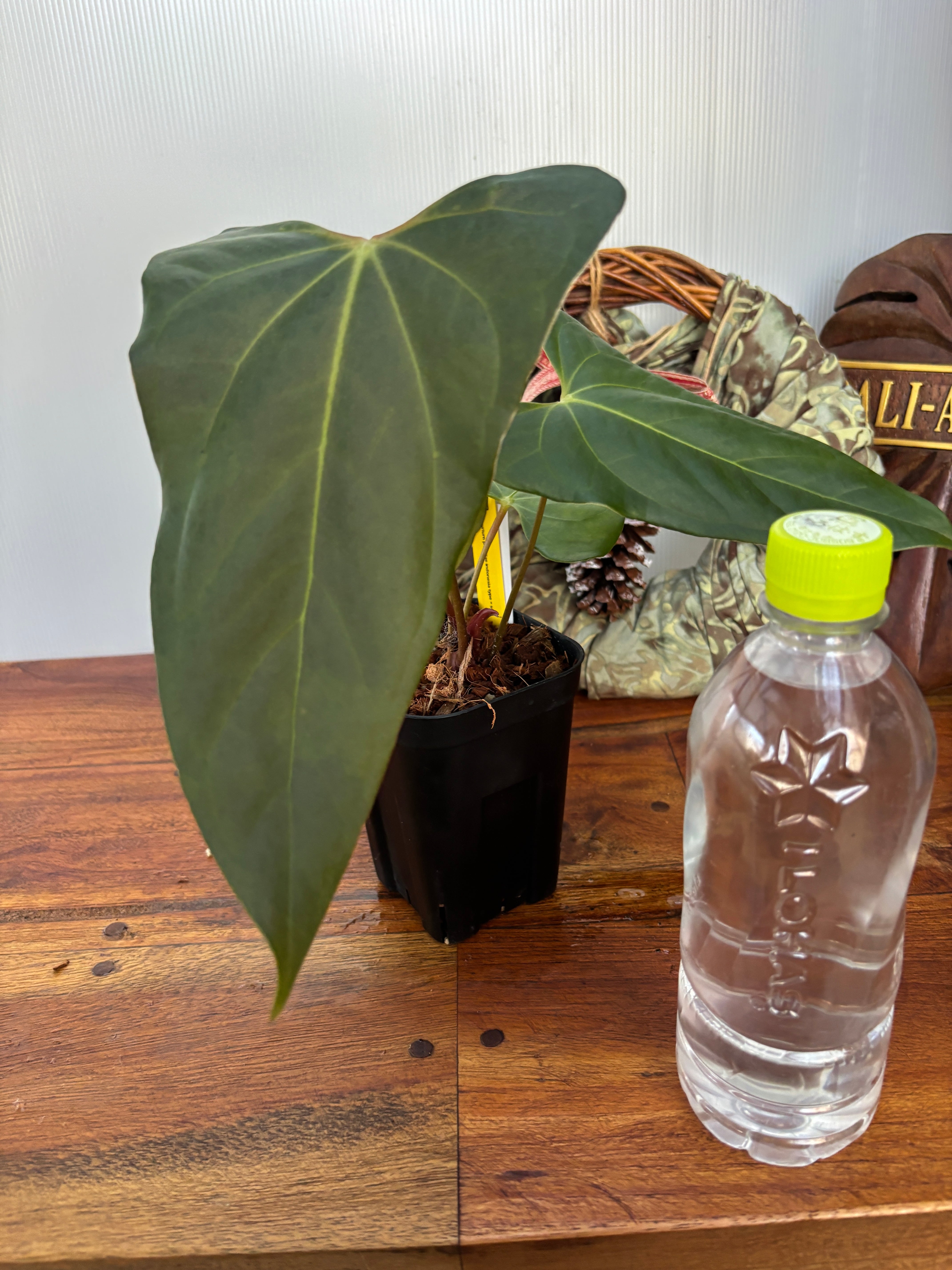 Anthurium | BA PLants