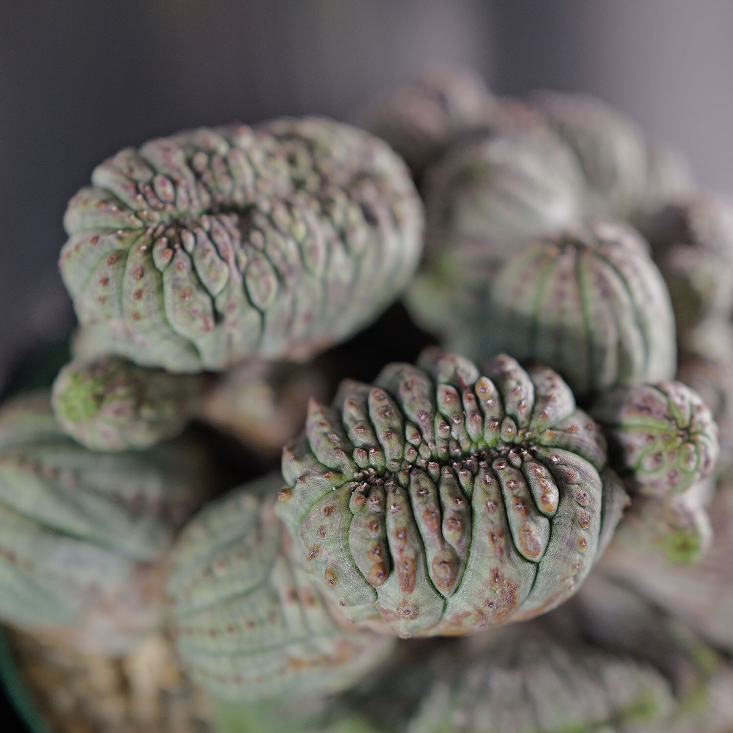 超厳選株】超大株 最大幅約11cm マルチヘッド 円扇綴化 オベサ