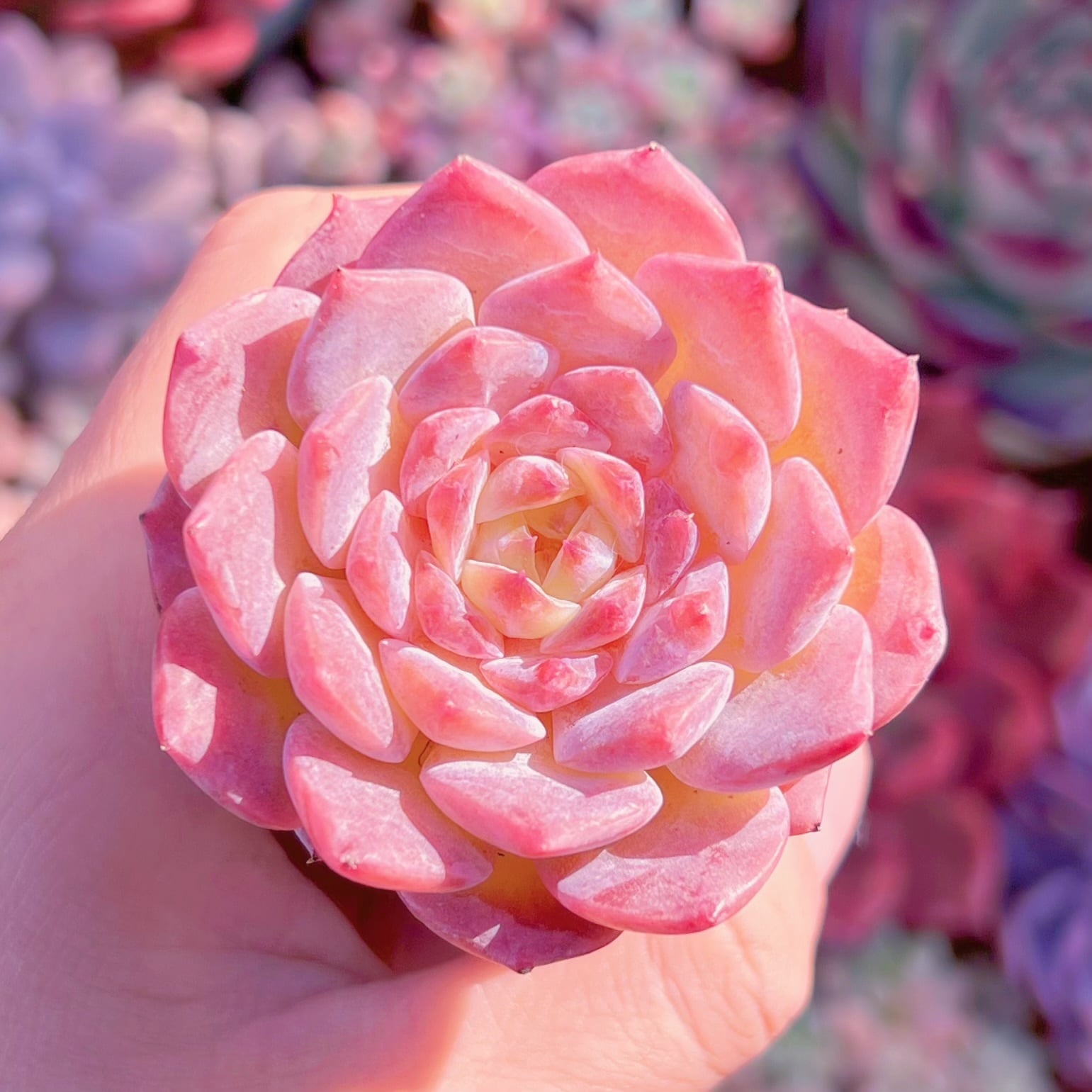 多肉植物　ジャムハートxモンロー　新入荷　るる農園