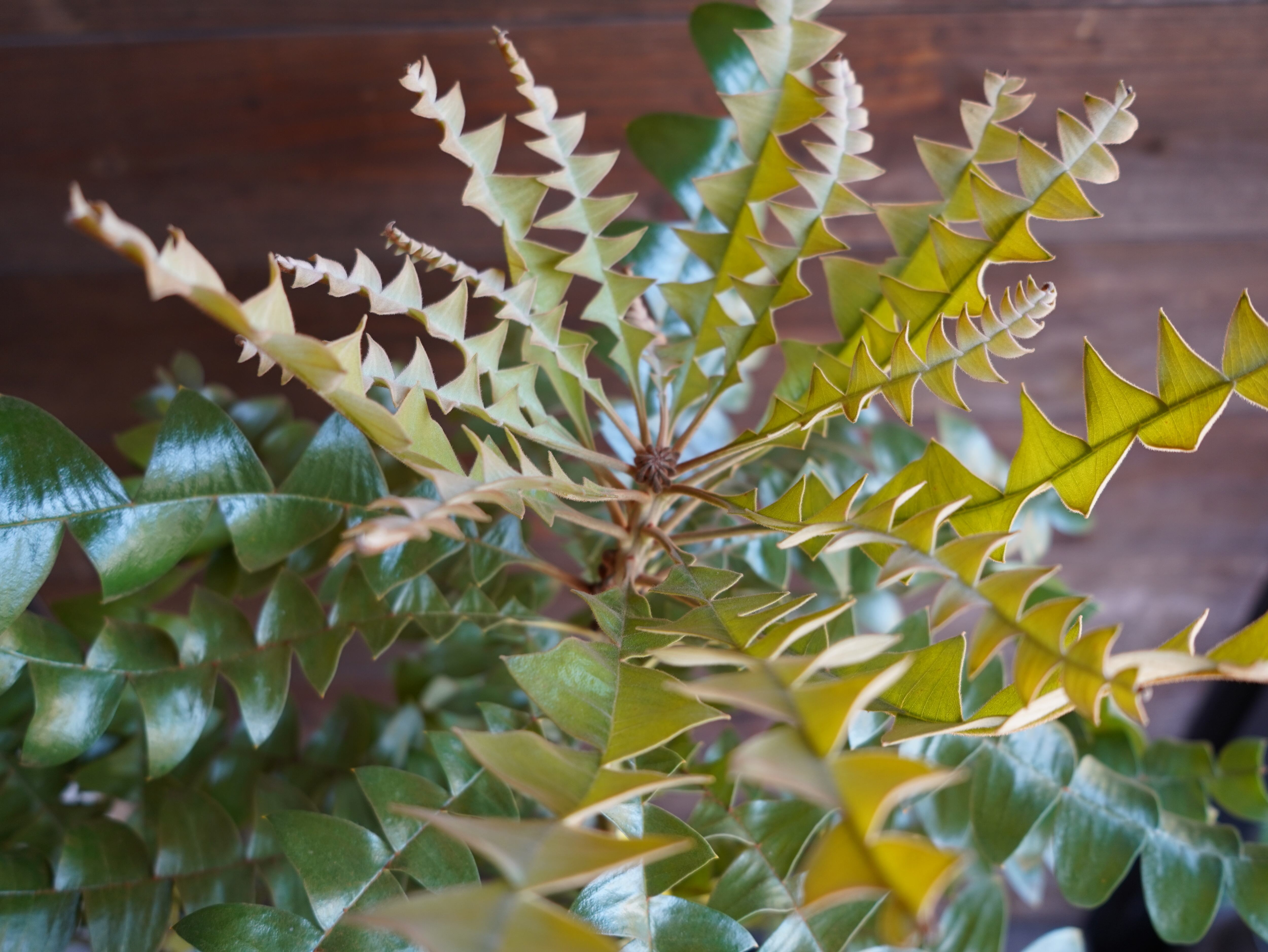 【現物】バンクシア　”グランディス”　８号　A