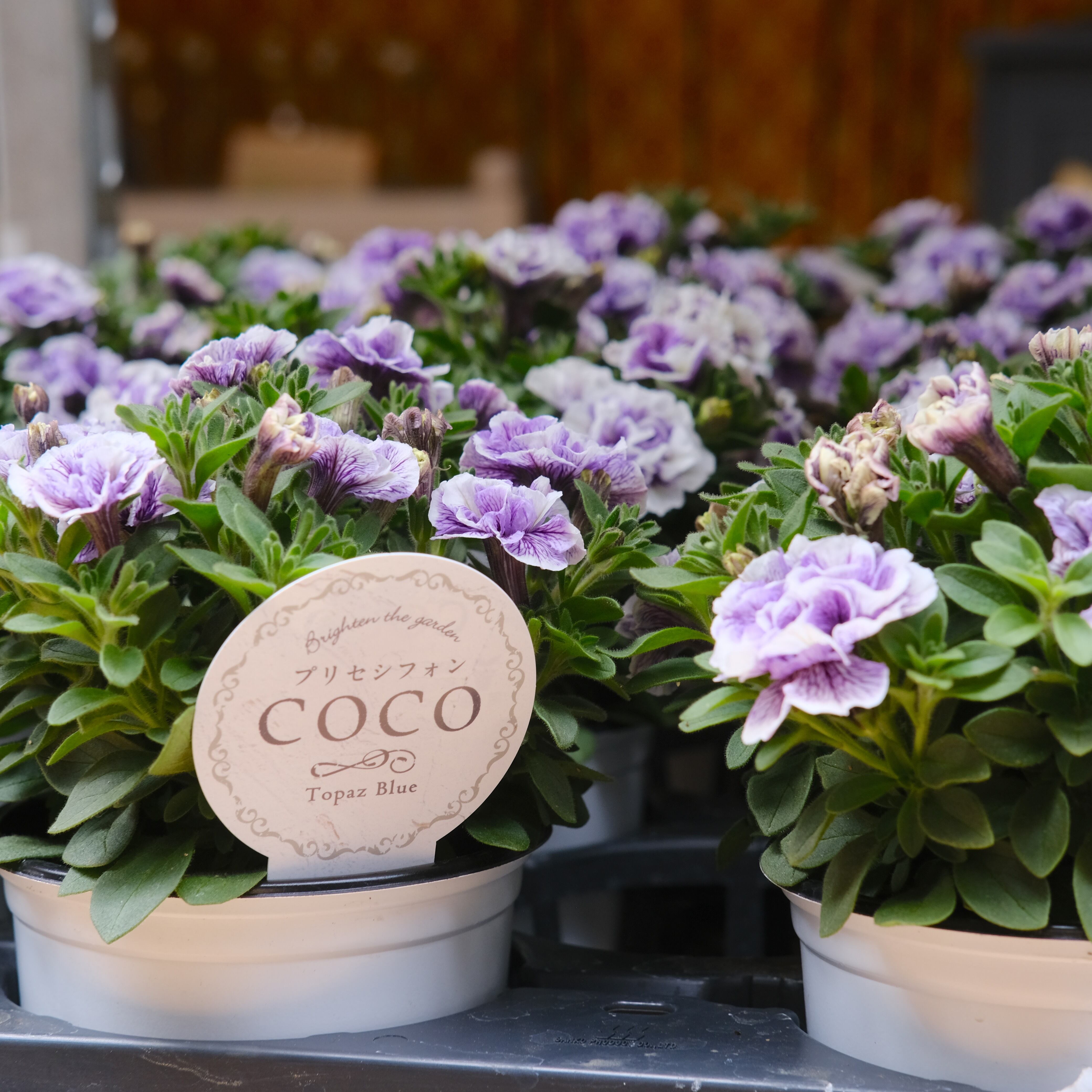coco様　３枚　柄指定 ペチュニア プリセシフォン COCO《 トパーズブルー 》3.5号 | グリーン