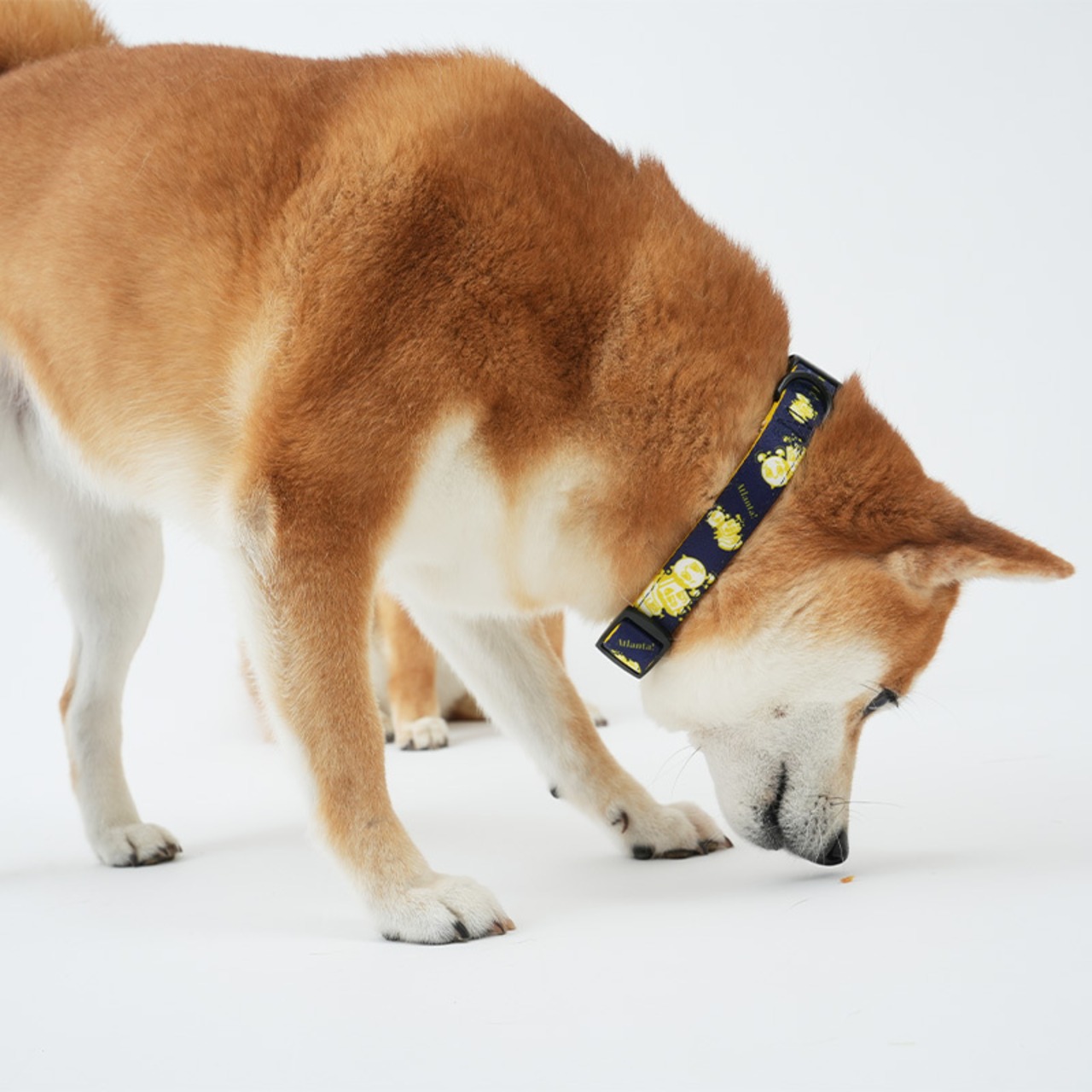 【PUPPYGALLERY公式】アトランタ首輪【予約】XS