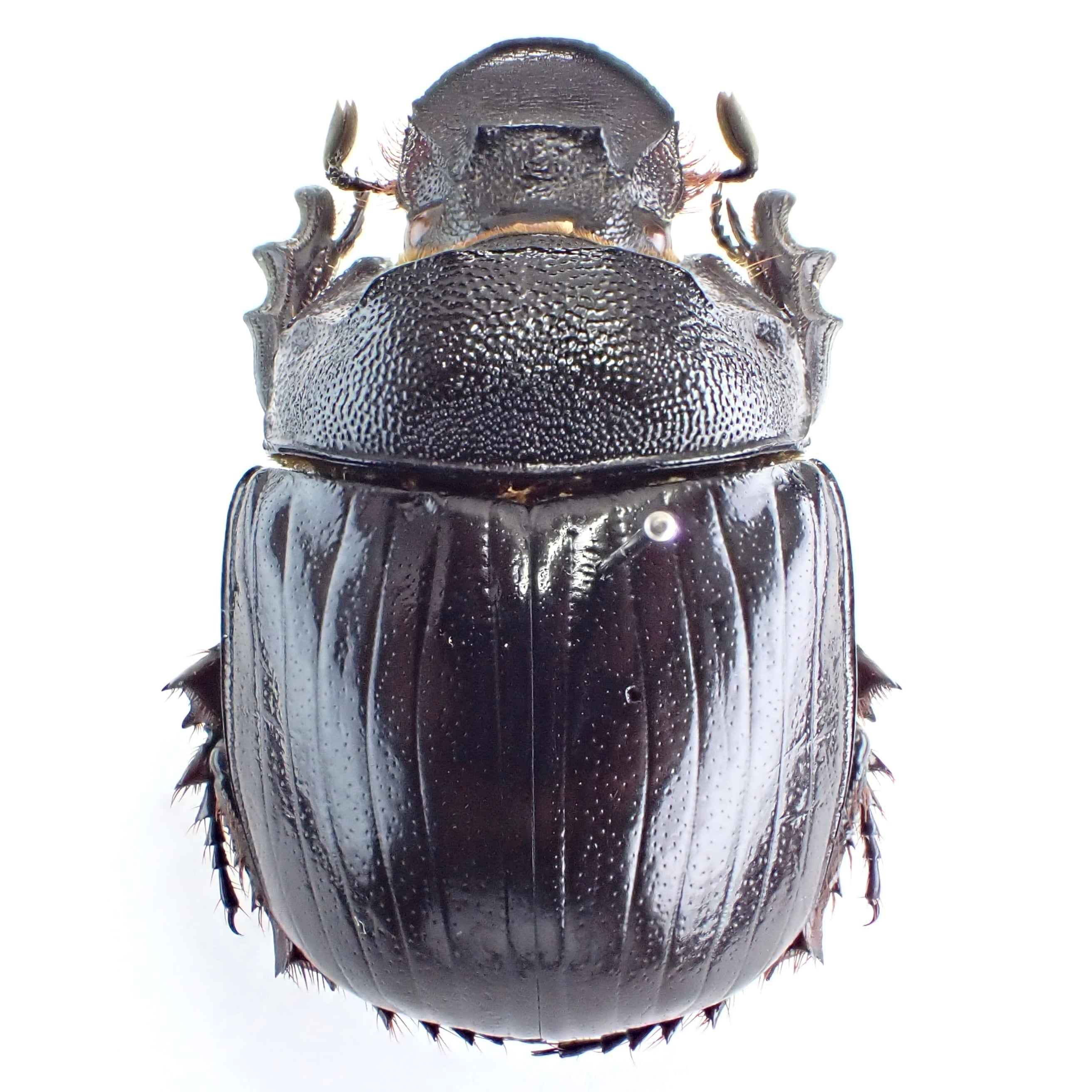 標本 Etiopia Helicopris densissa 35mm エチオピア産 Heliocopris densissa ♂♀ 35mm/38mm | 昆虫標本