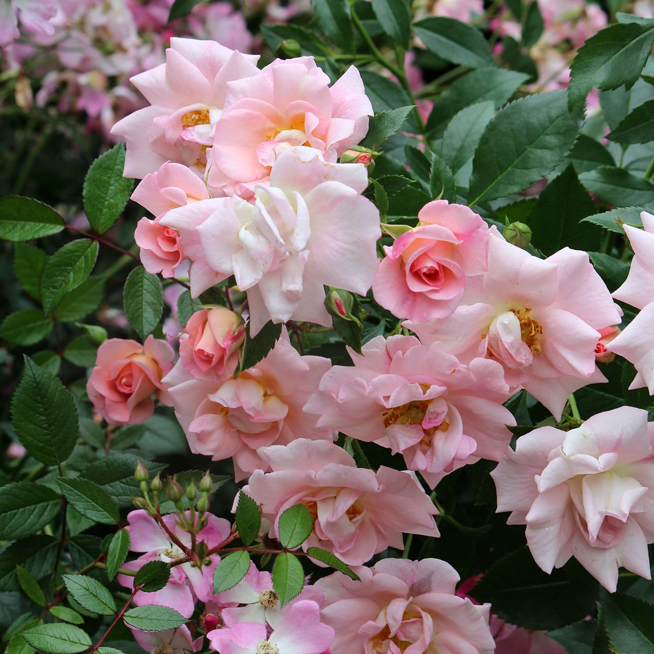 その他 | CoppiceGARDEN（コピスガーデン）