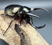 【WD】《アトラスオオカブト亜種マンテツ ベトナム産 87mm A'品ペア》