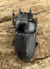 【WD】《ミンダナオパリーオオクワ キダパワン産 62mm ペア》