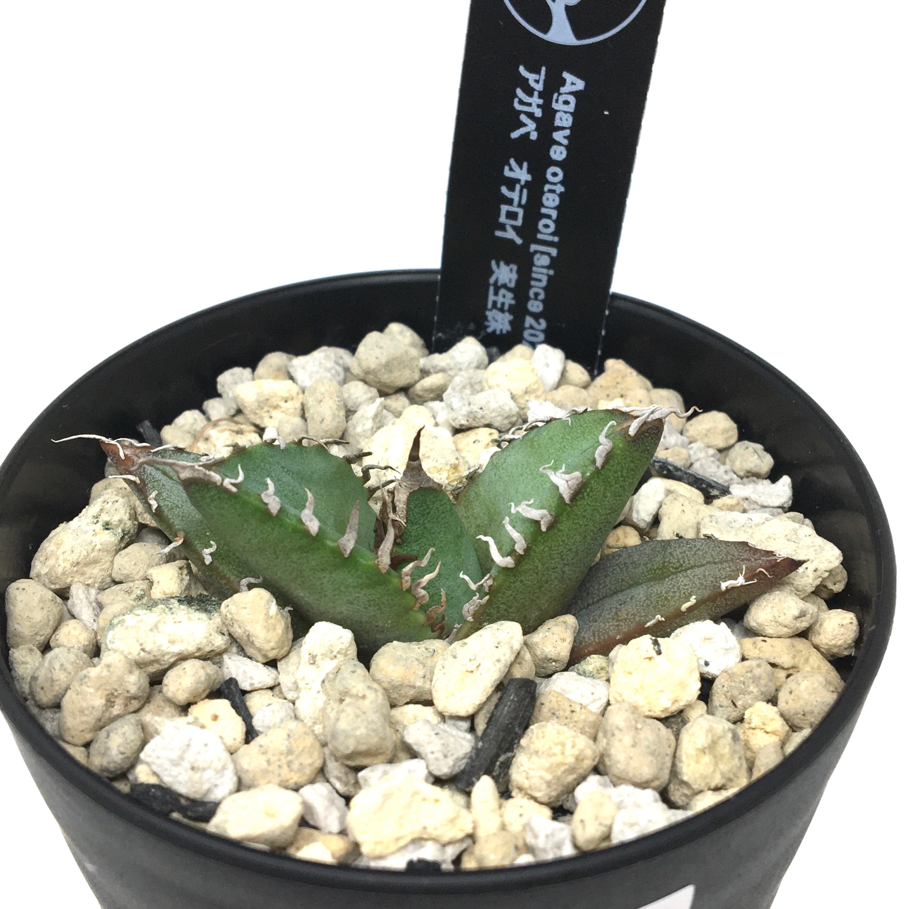 アガベ　オテロイ実生 アガベ オテロイ 実生【257】 | PROTOLEAF プロトリーフ