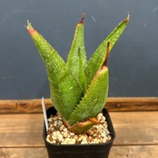 アロエ ソーンクロフティ【285】