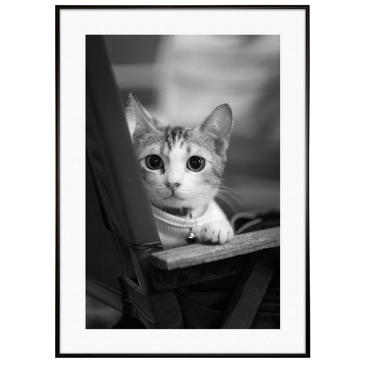 動物写真 猫の好奇心 インテリア モノクロアートポスター額装 AS4604