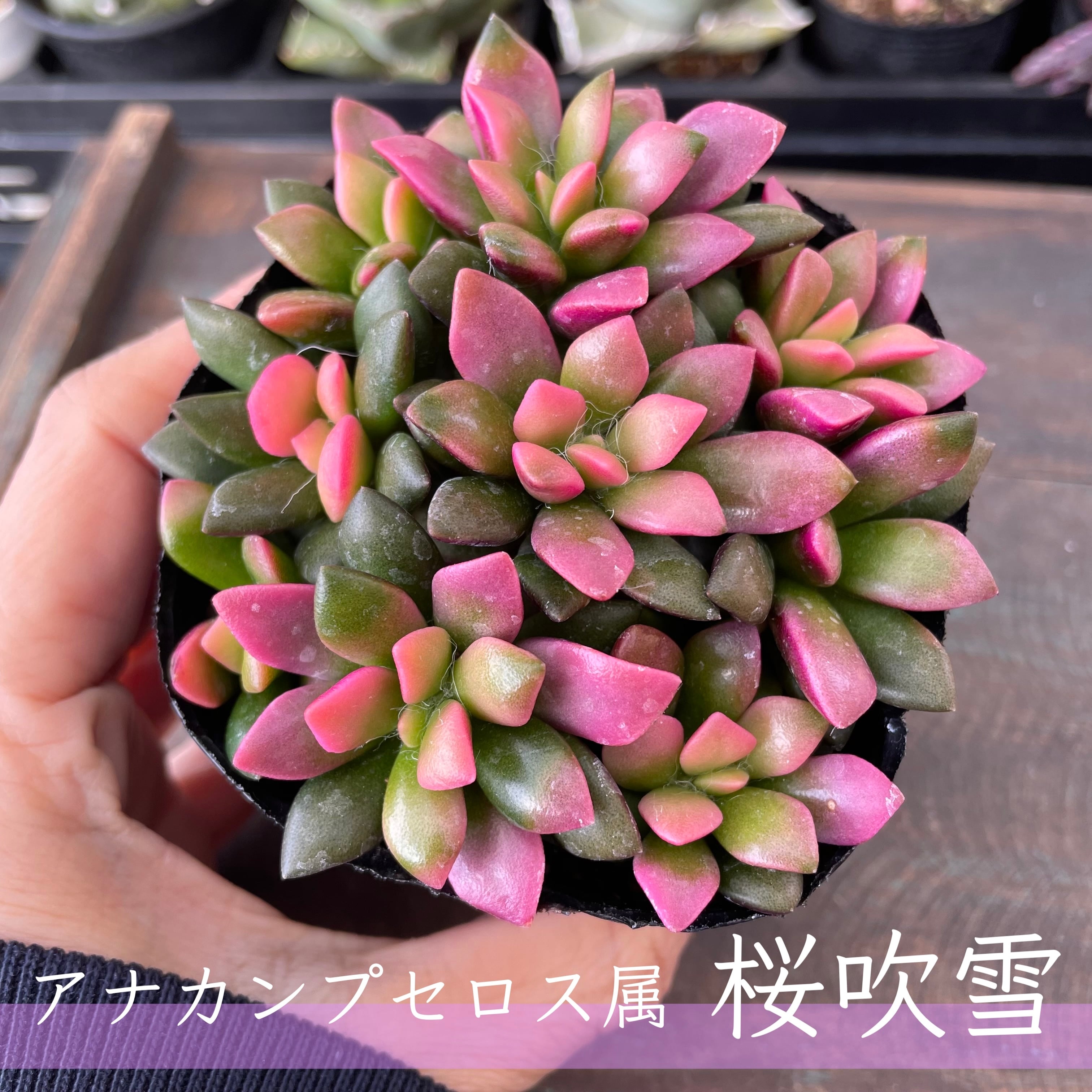 すべての商品 | E-TANIKU