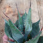 アガベ パラサナ グローブ agave parrasana globe  1 【発根済】