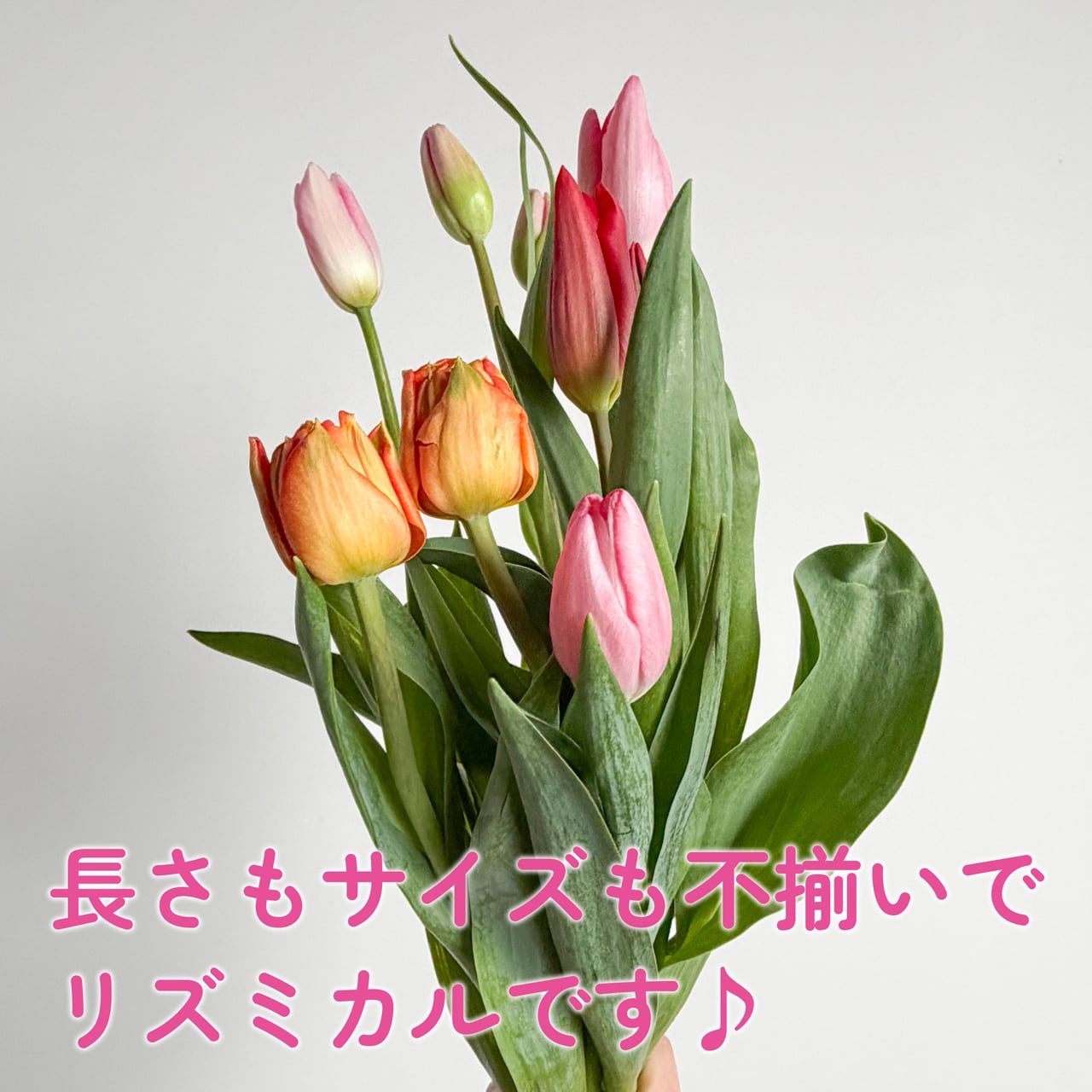 ワケあり チューリップ 30本〈富山県産〉☆規格外ですが、新鮮です